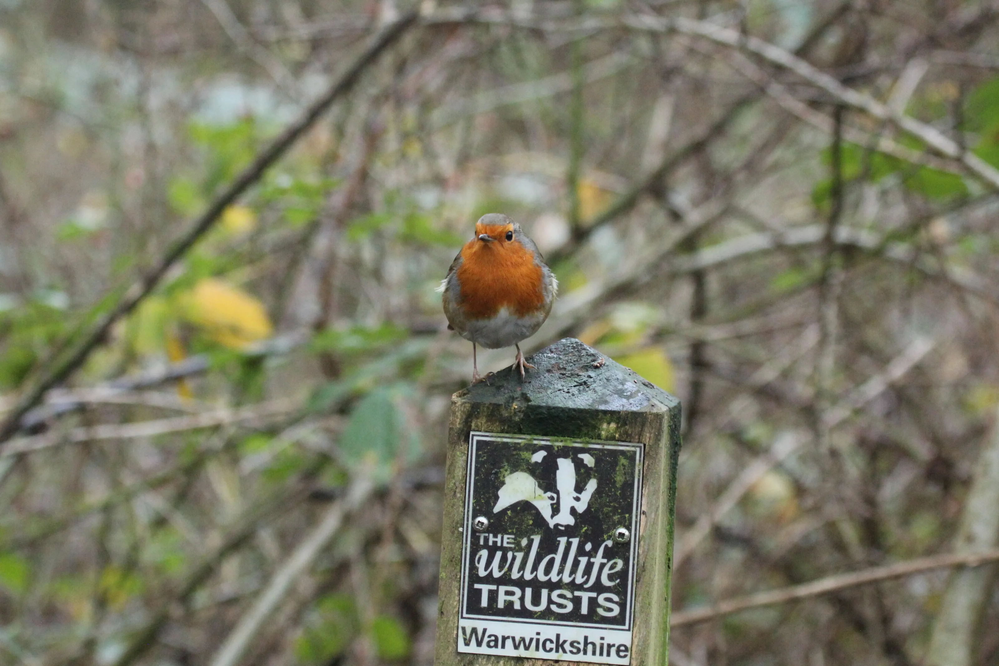 Robin at Warwickshire Wildlife Trust