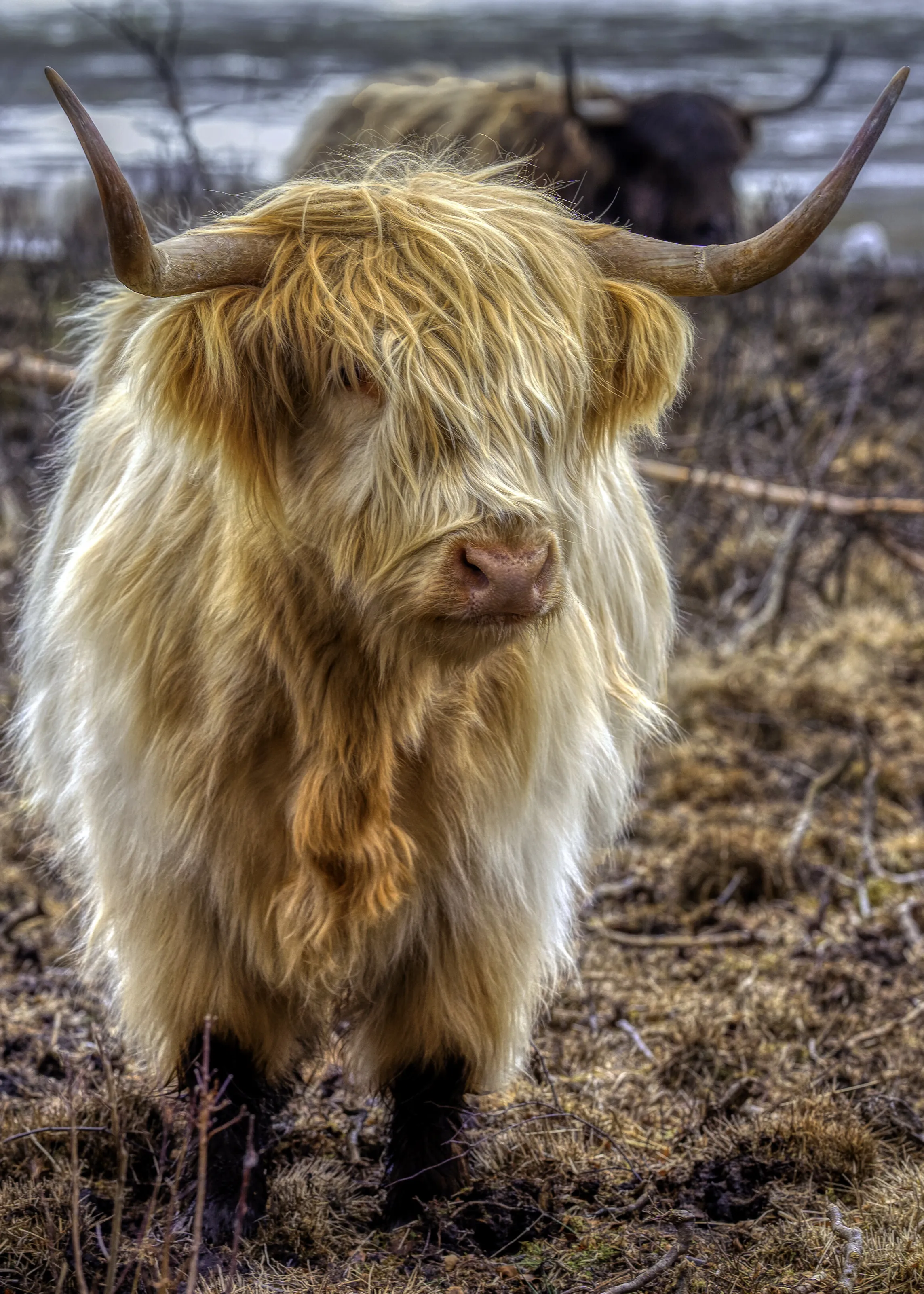 Highland Coo