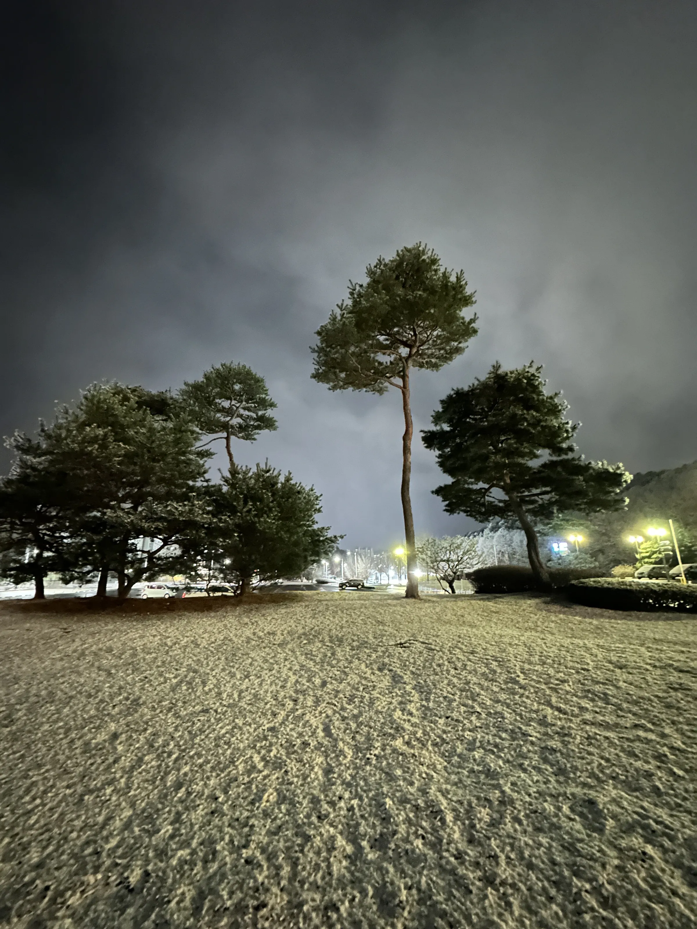 Evergreen pine tree