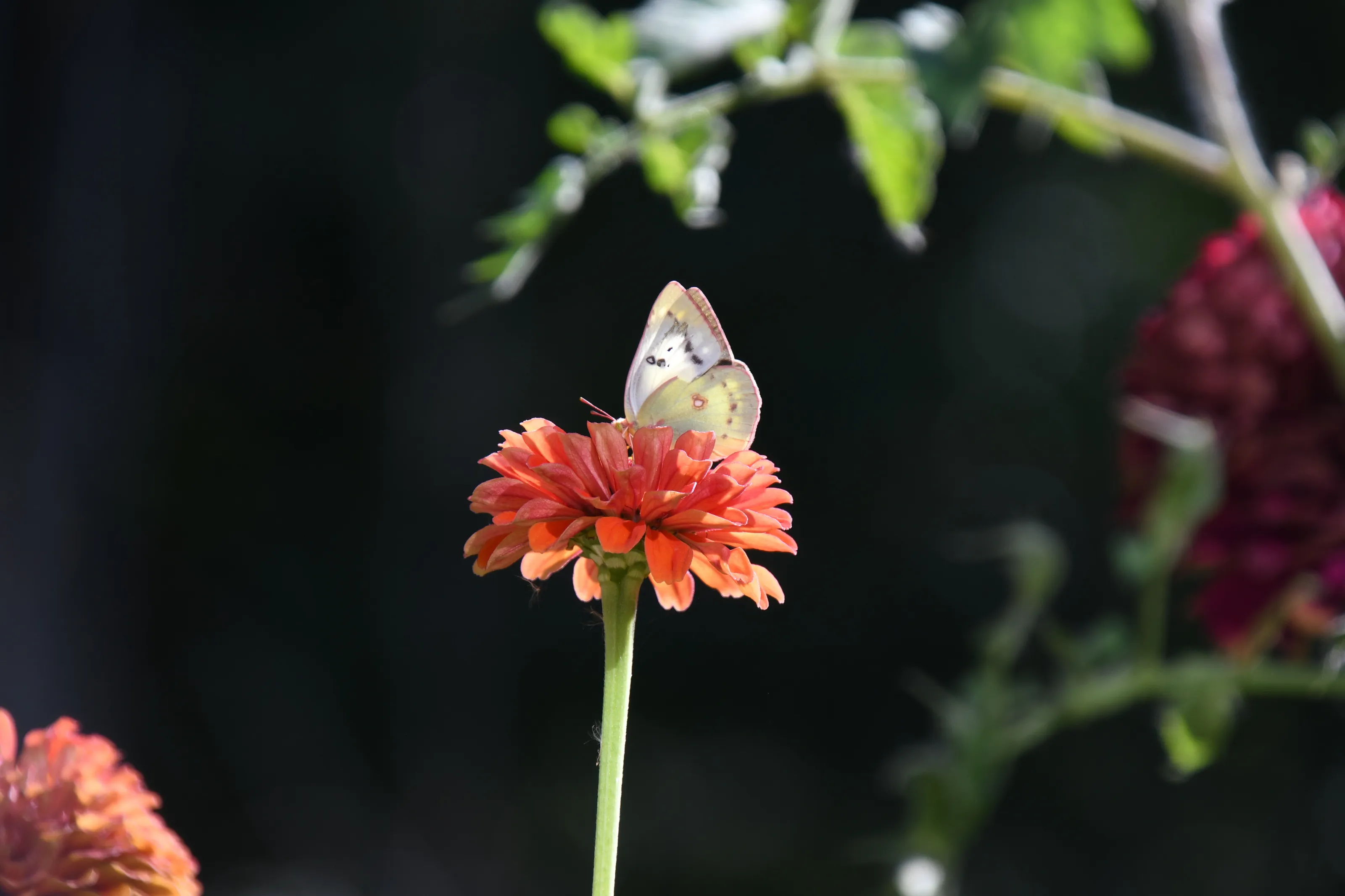 Flower and butterfly