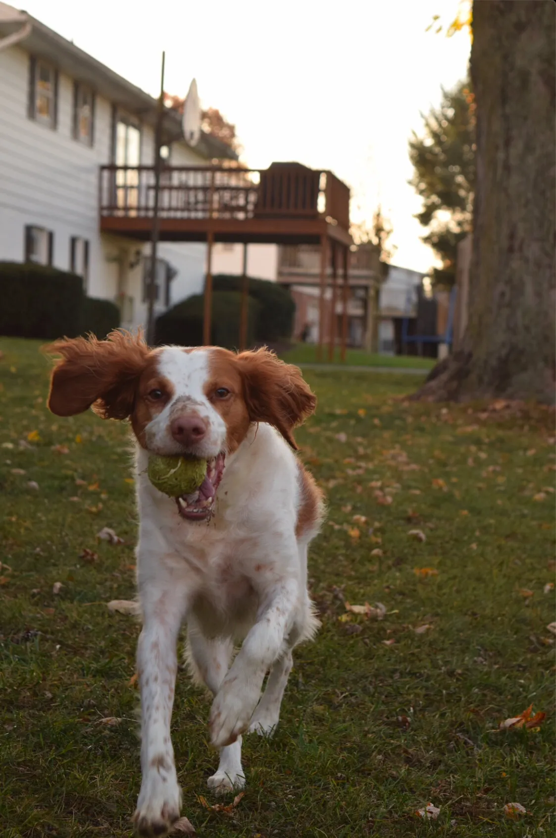 Dog Playing Fetch