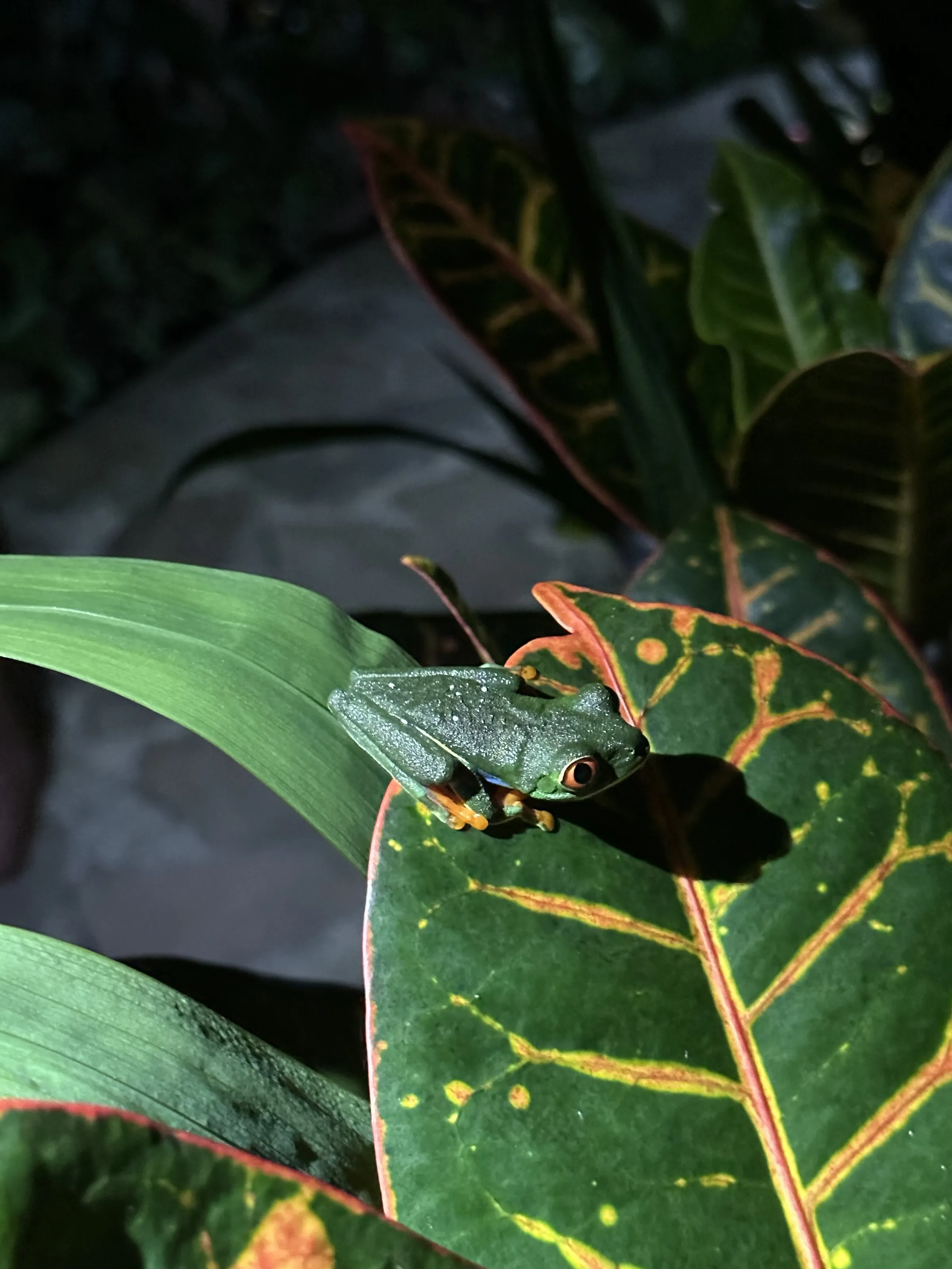 Red eyed tree frog