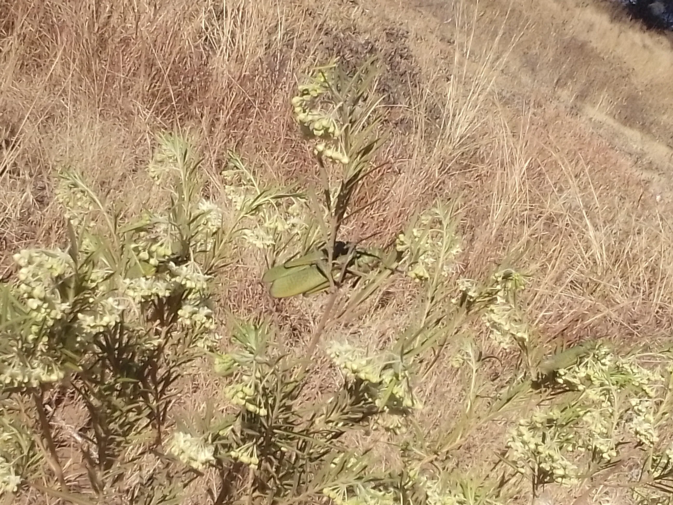 Milkweed Plant in the Cosmo City Northern Conservation Area with Grasshoppers on it