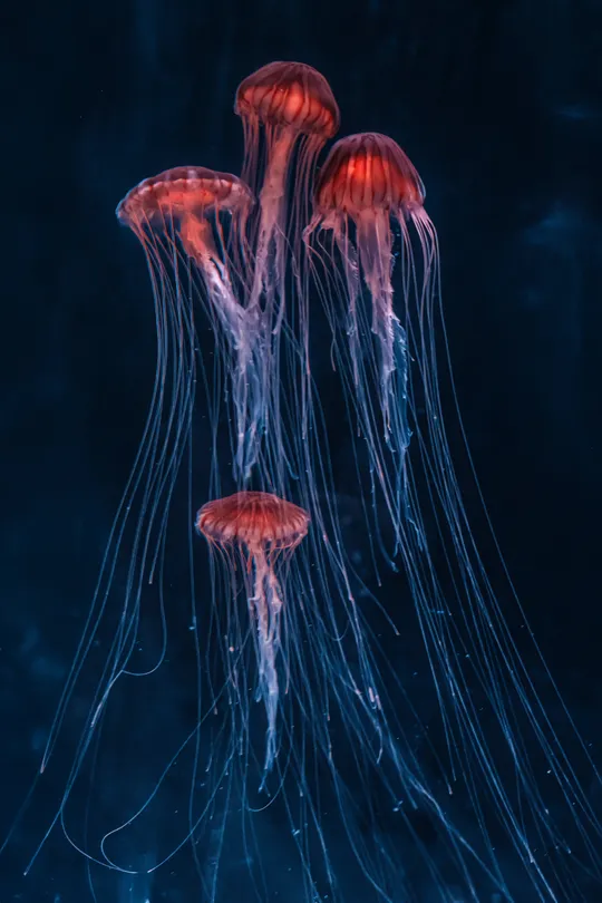 Jelly fish in the deep blue