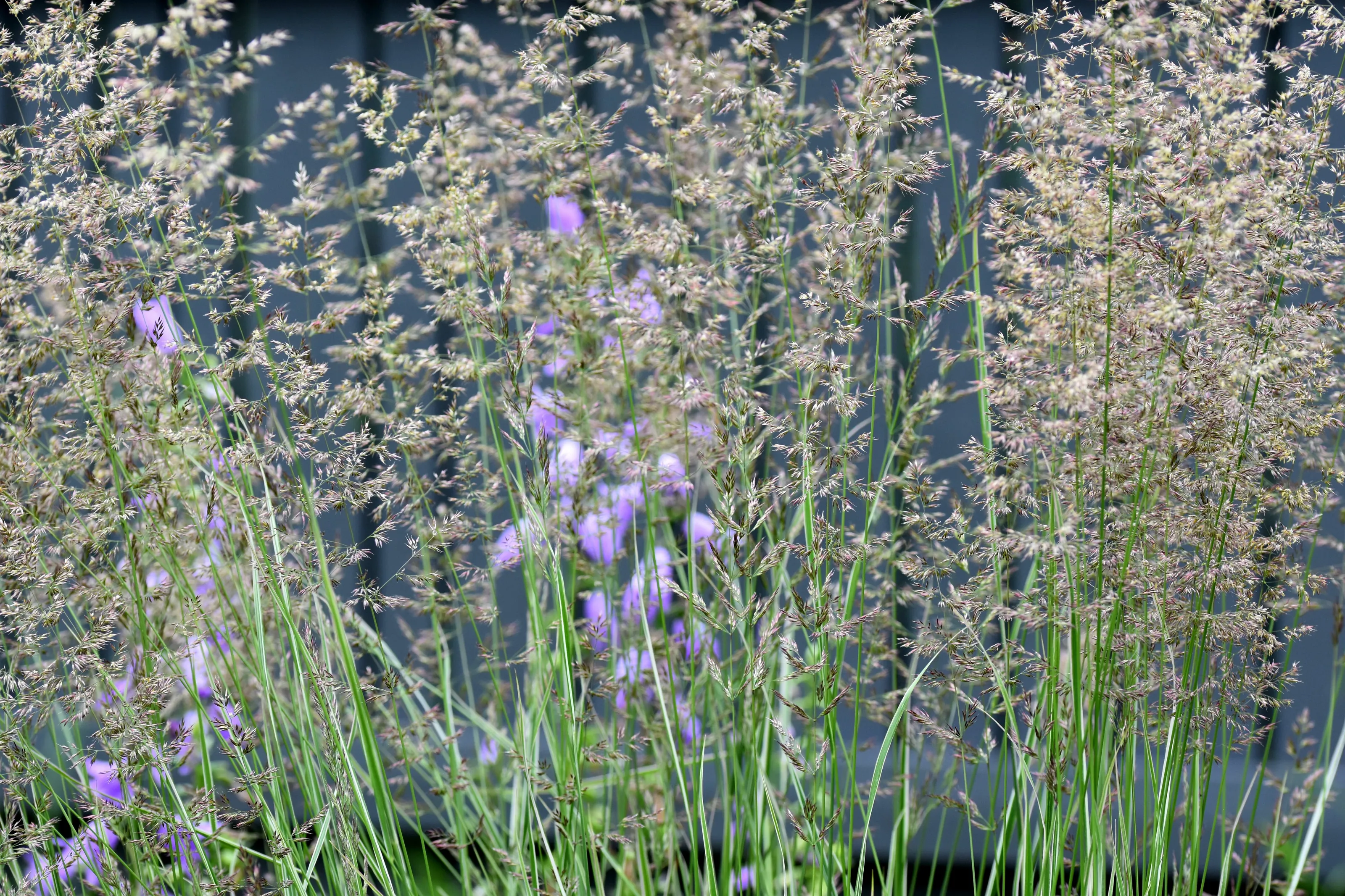 My garden
