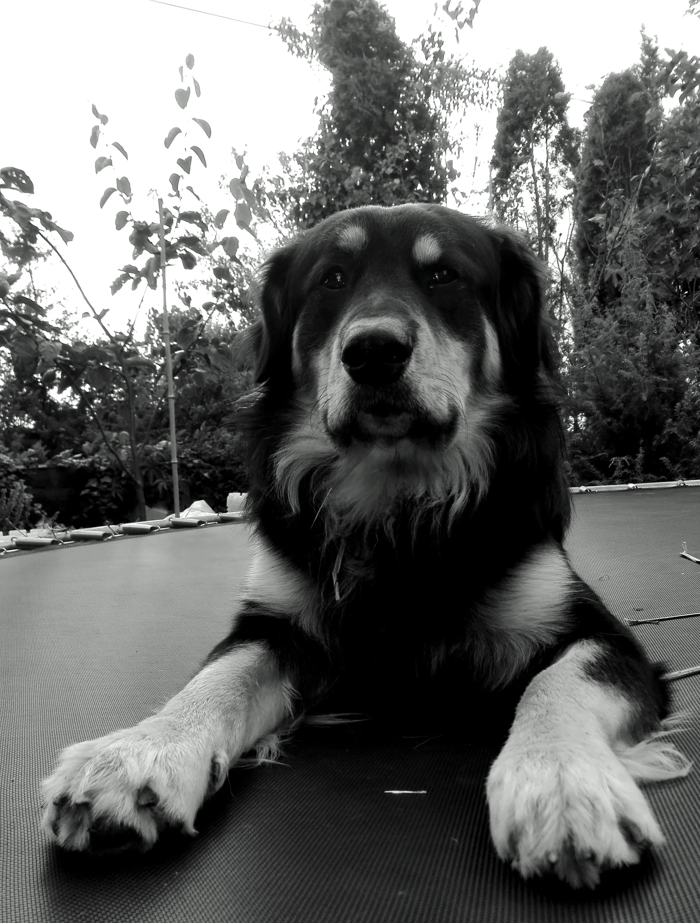 Grandma's dog on the trampoline