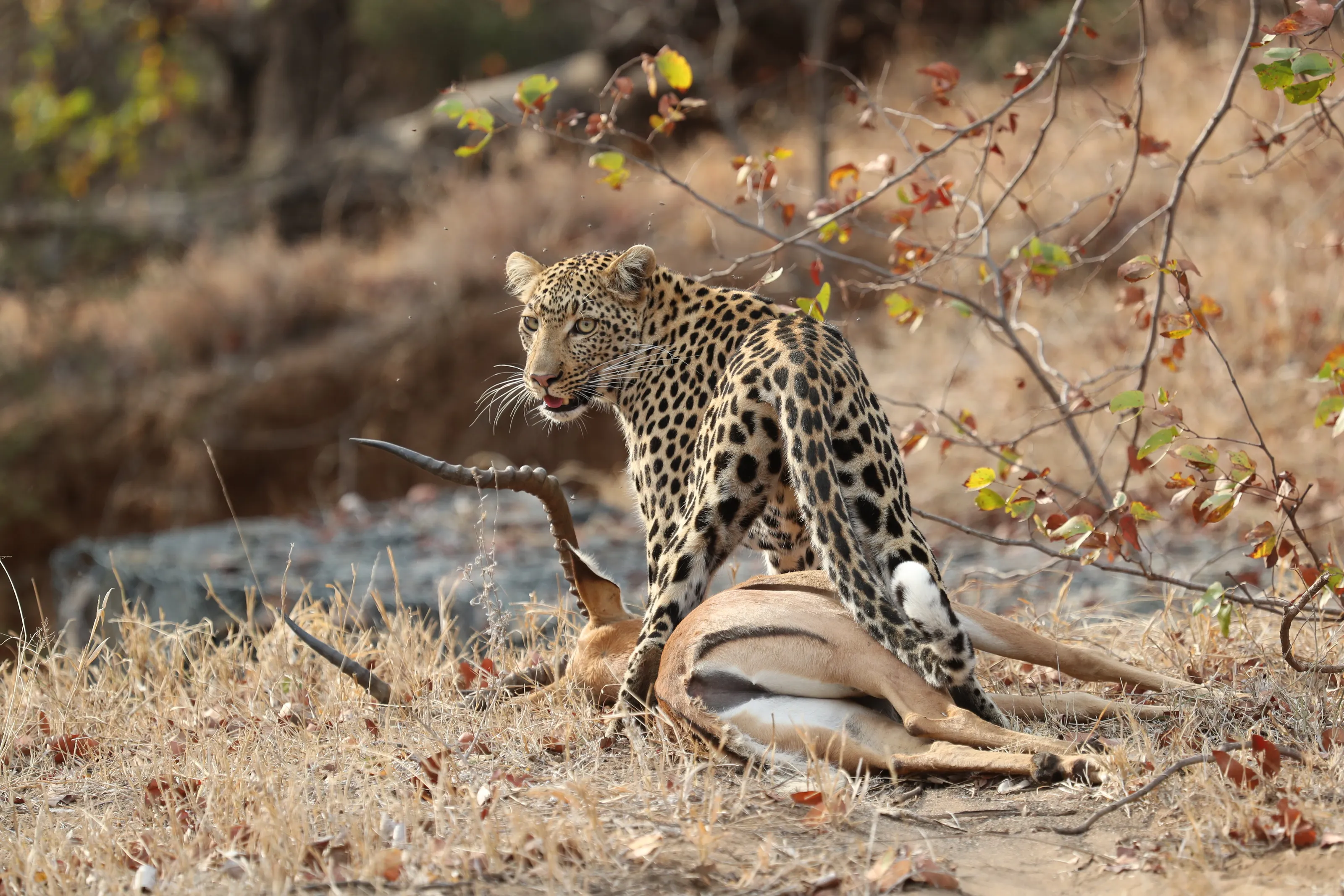 Leopard Kill