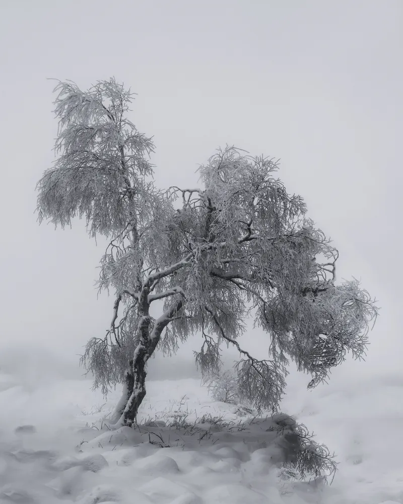 Winter Tree