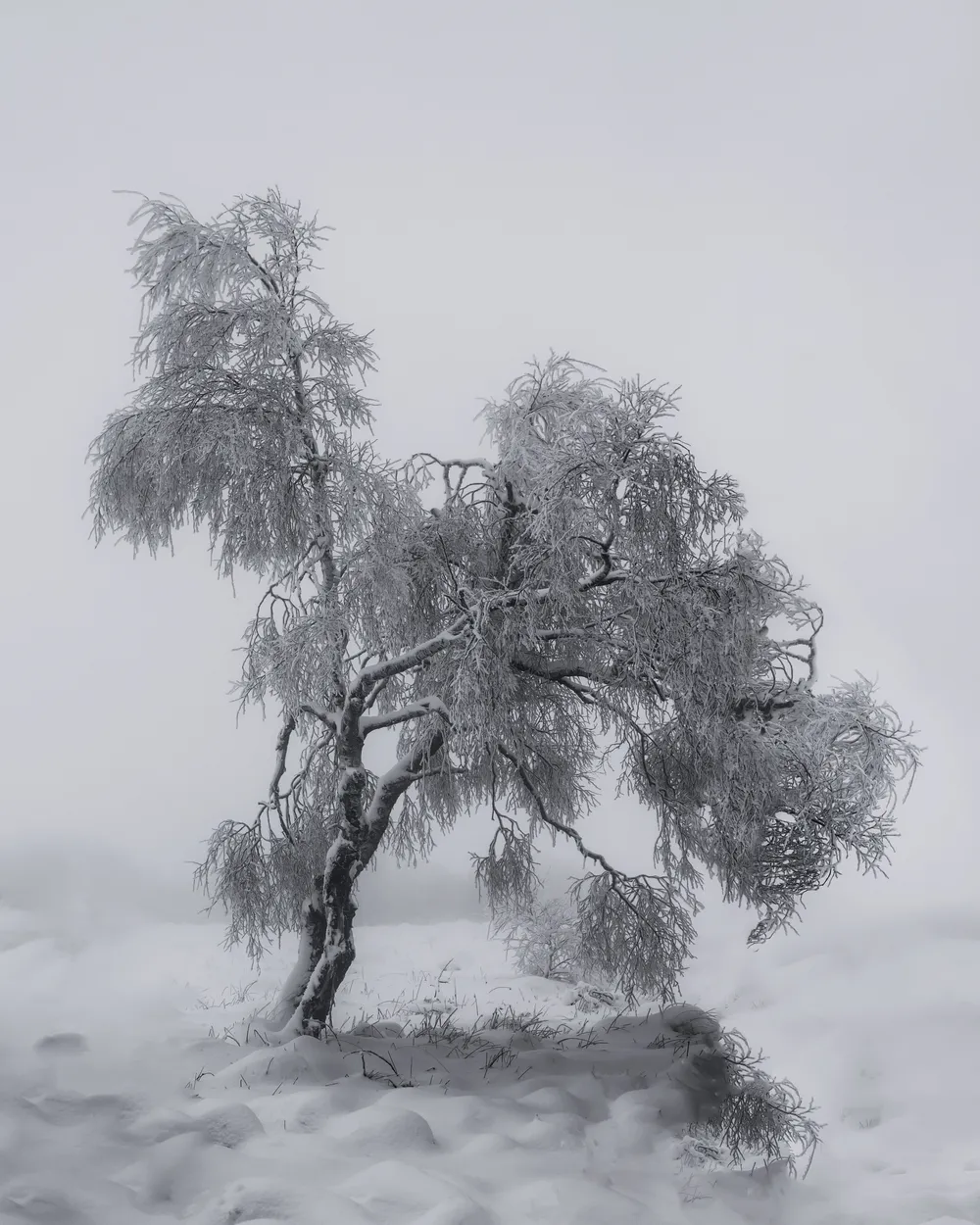Winter Tree