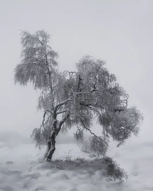 Winter Tree