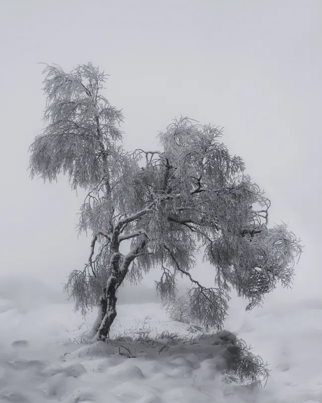 Winter Tree