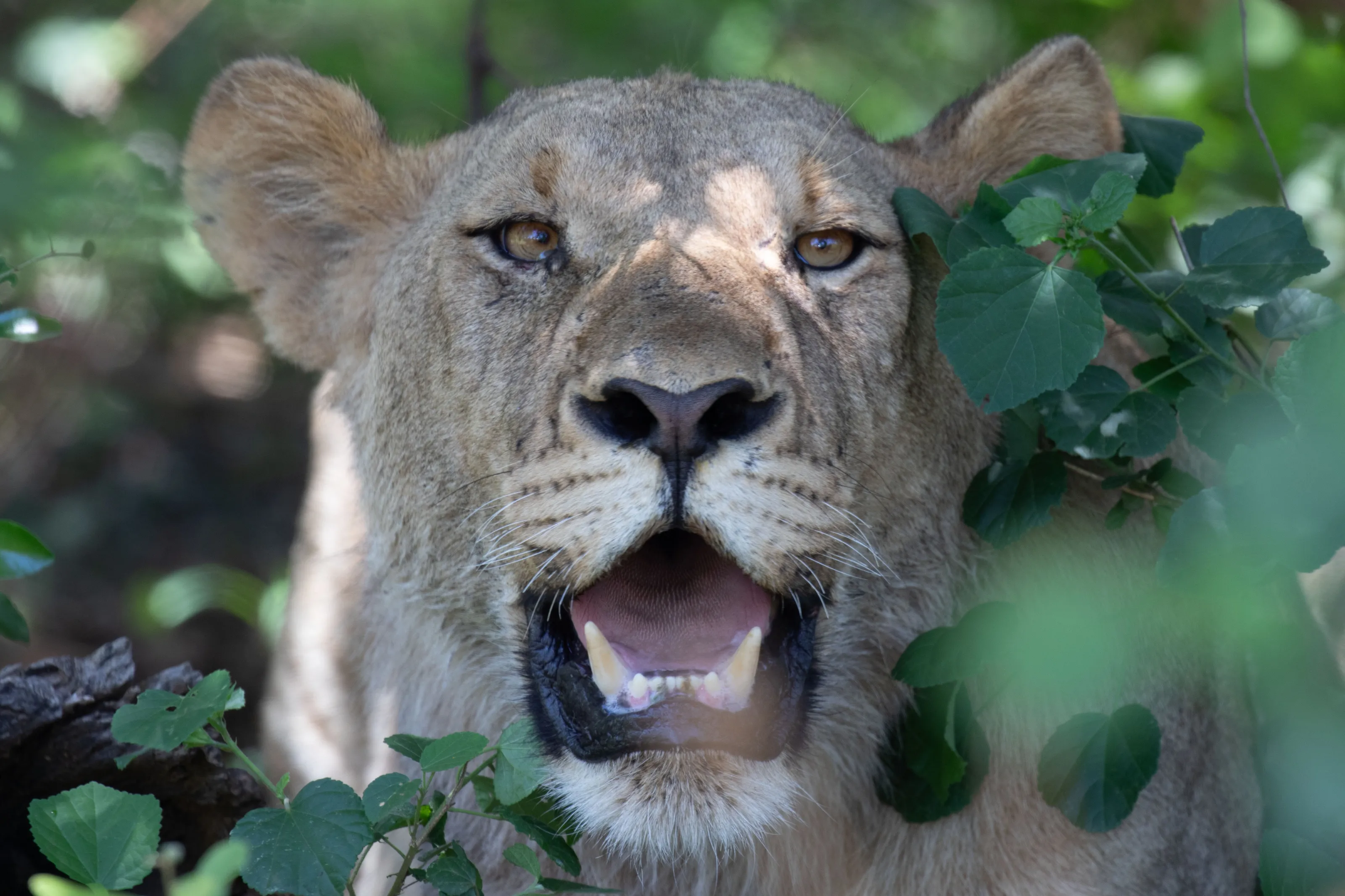 Lion in Bush