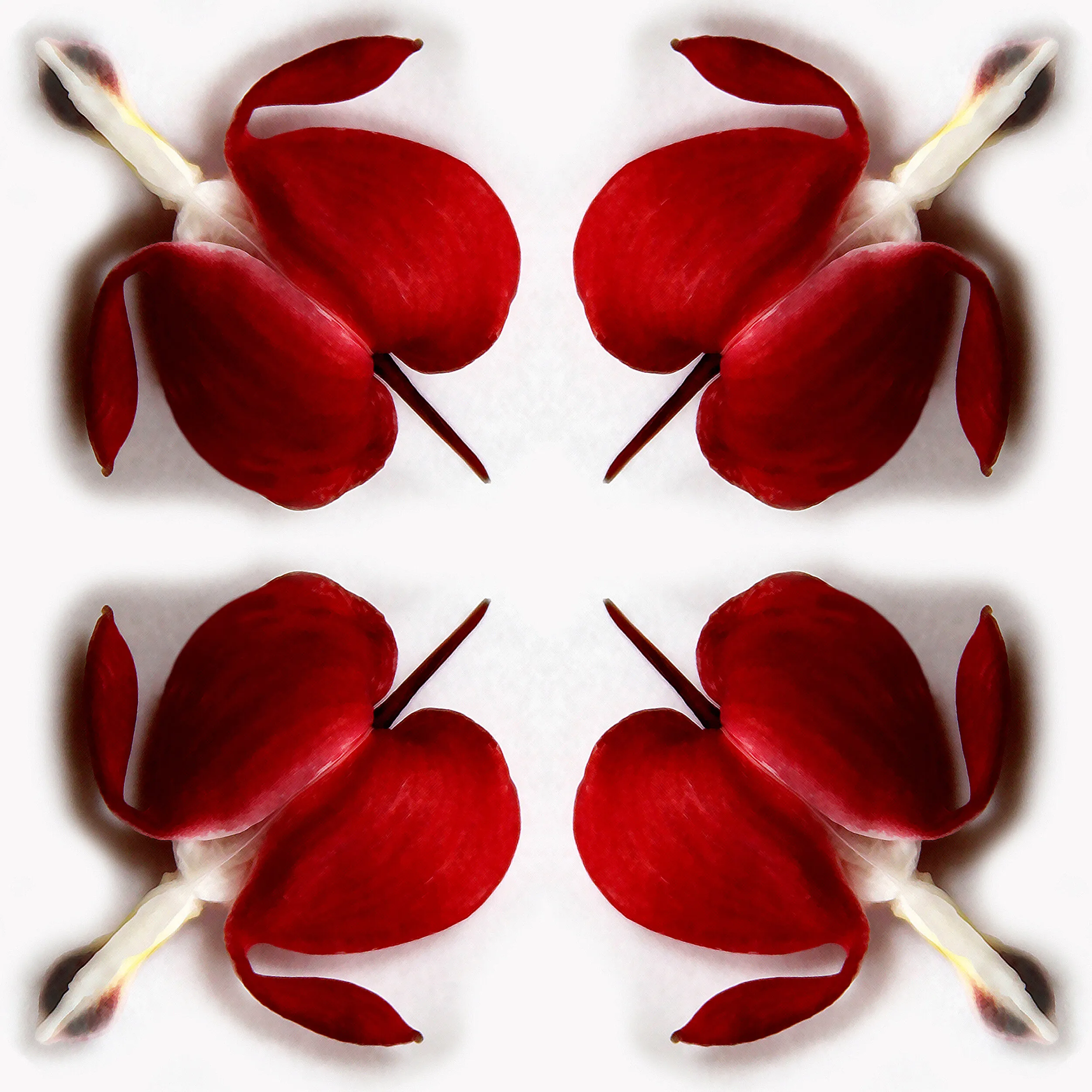 Bleeding Hearts