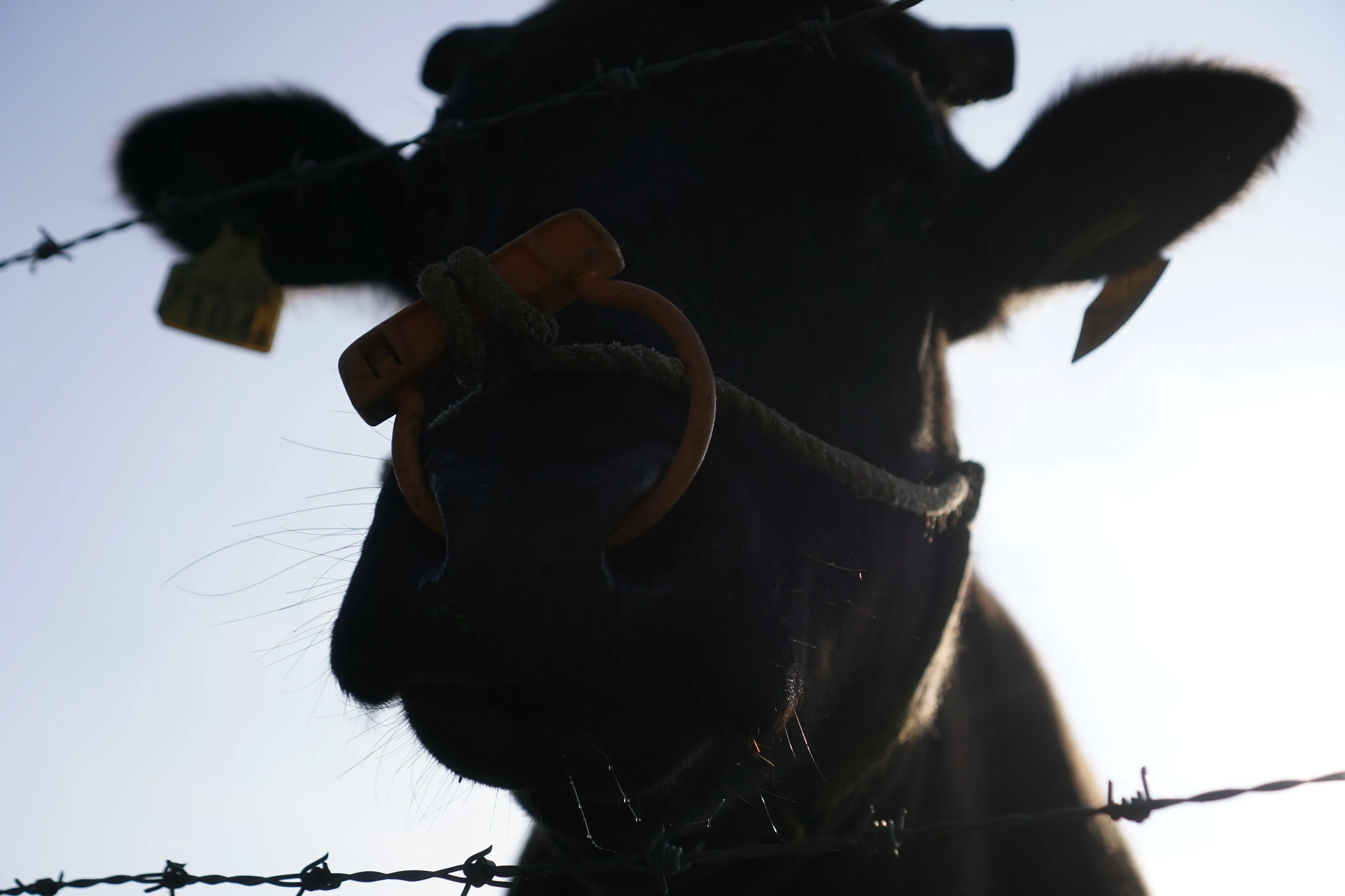Moo!