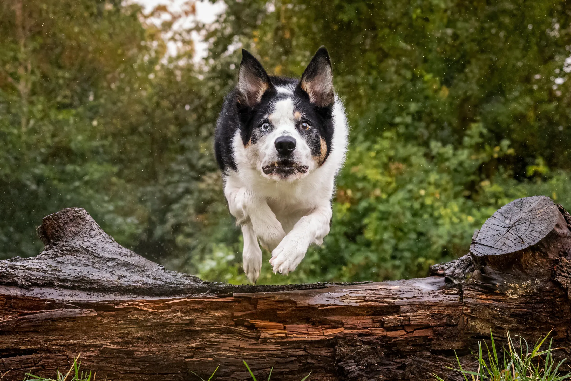 The jump