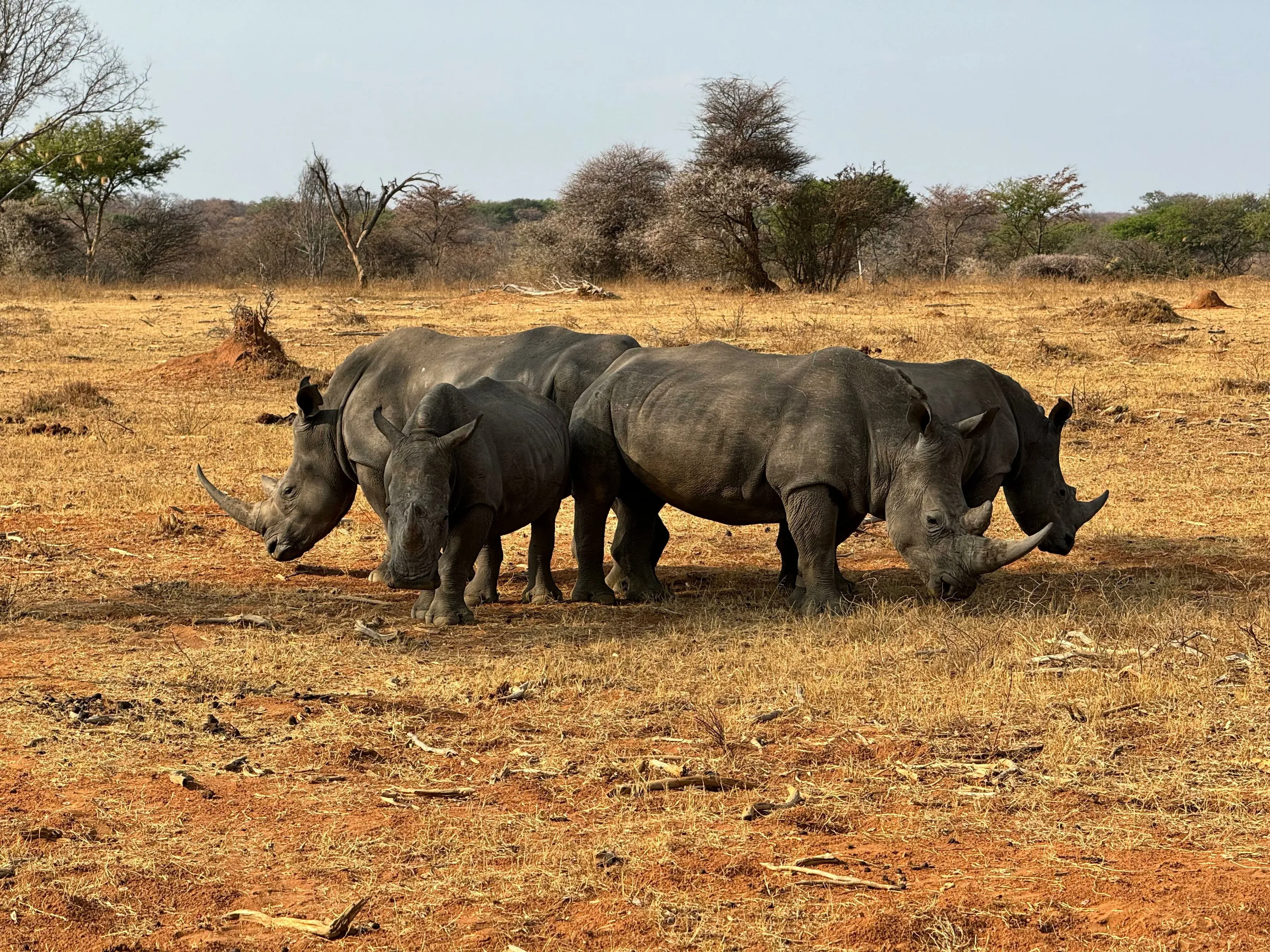 Behaviors of the African White Rhinoceros