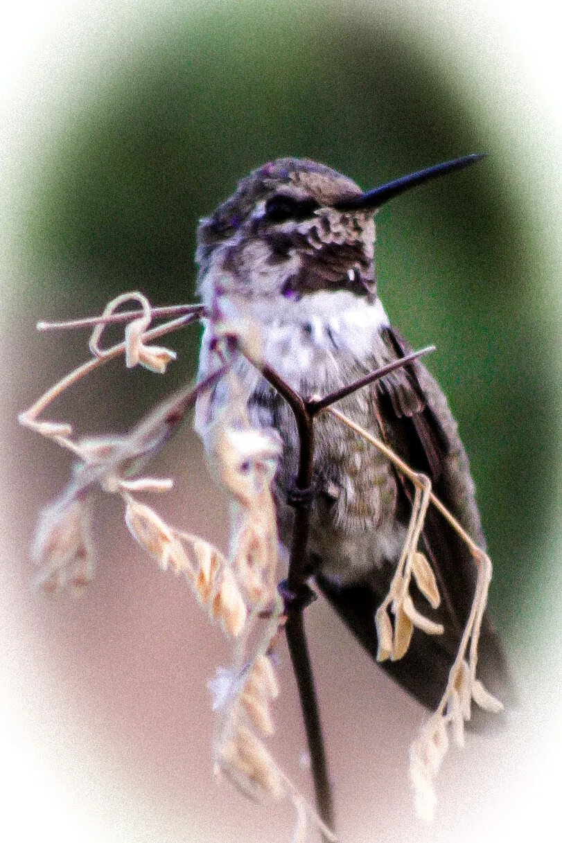 Female Hummingbird at Rest