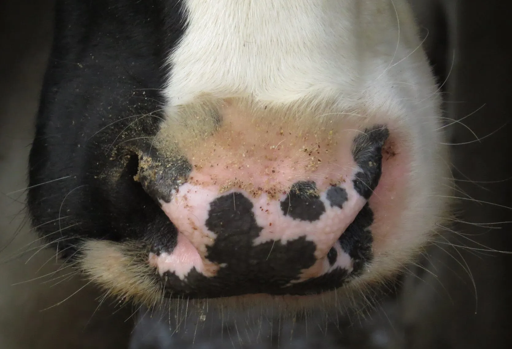"She Knows Cow's Nose"
