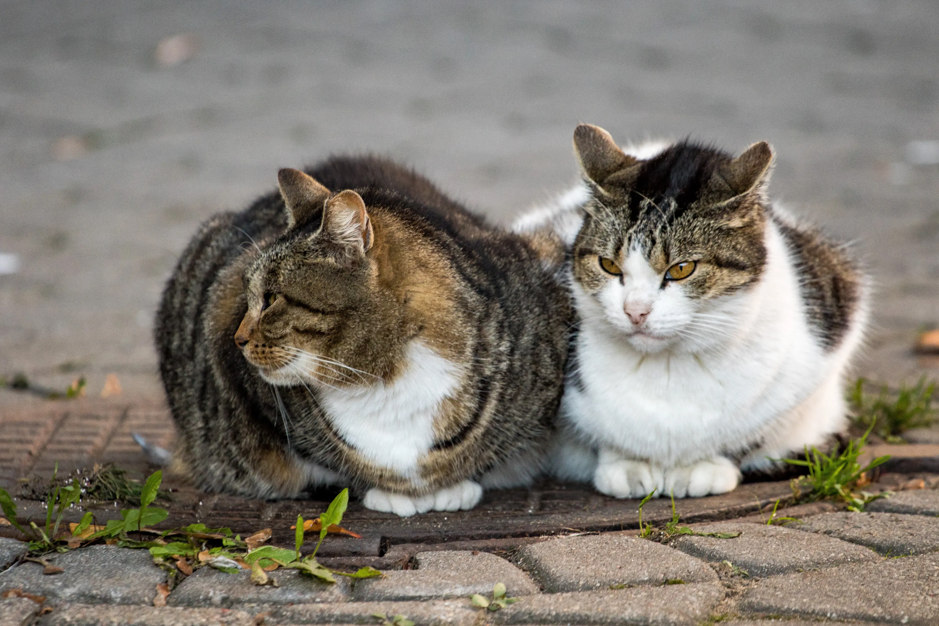 Fluffy couple