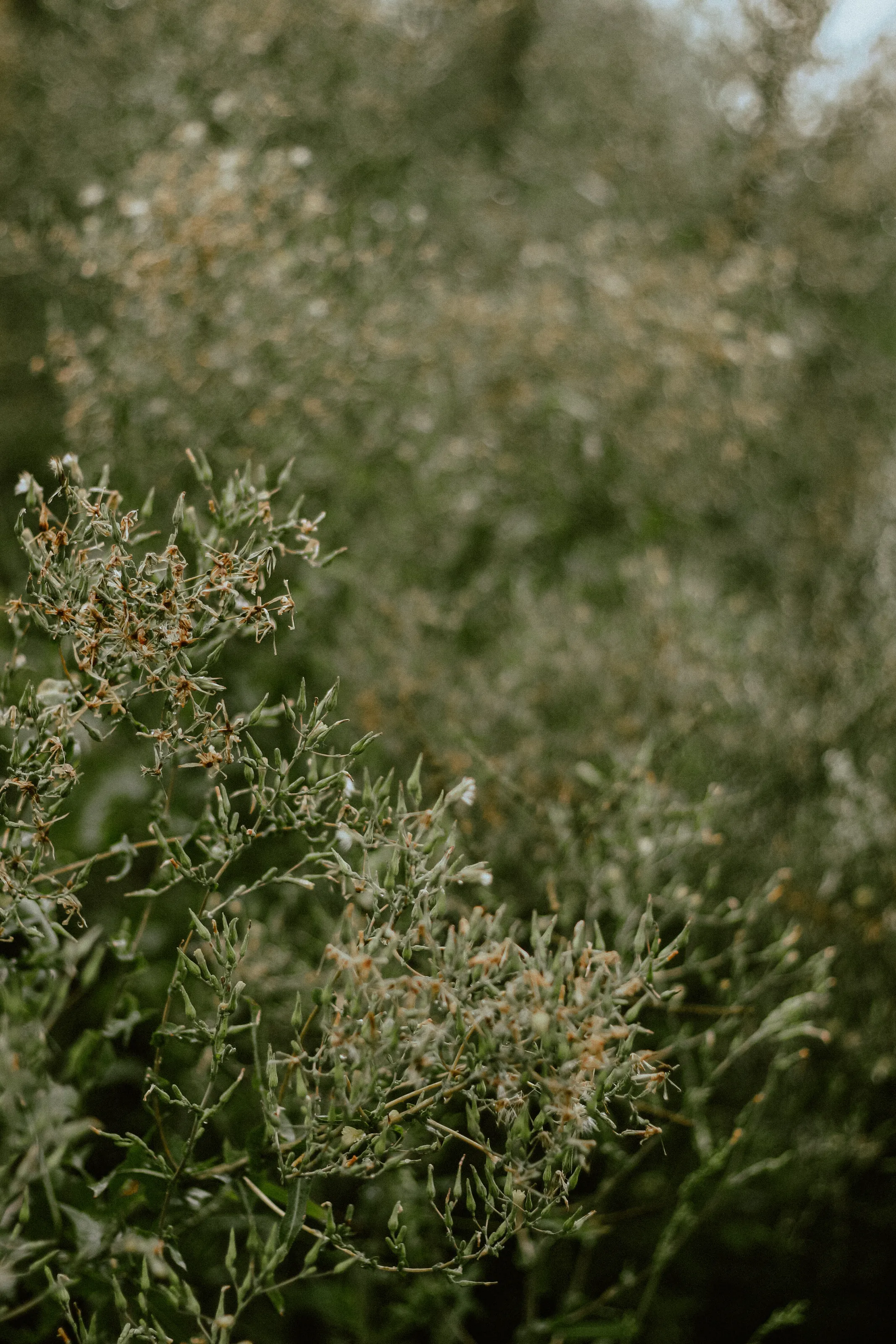 Nature sounds