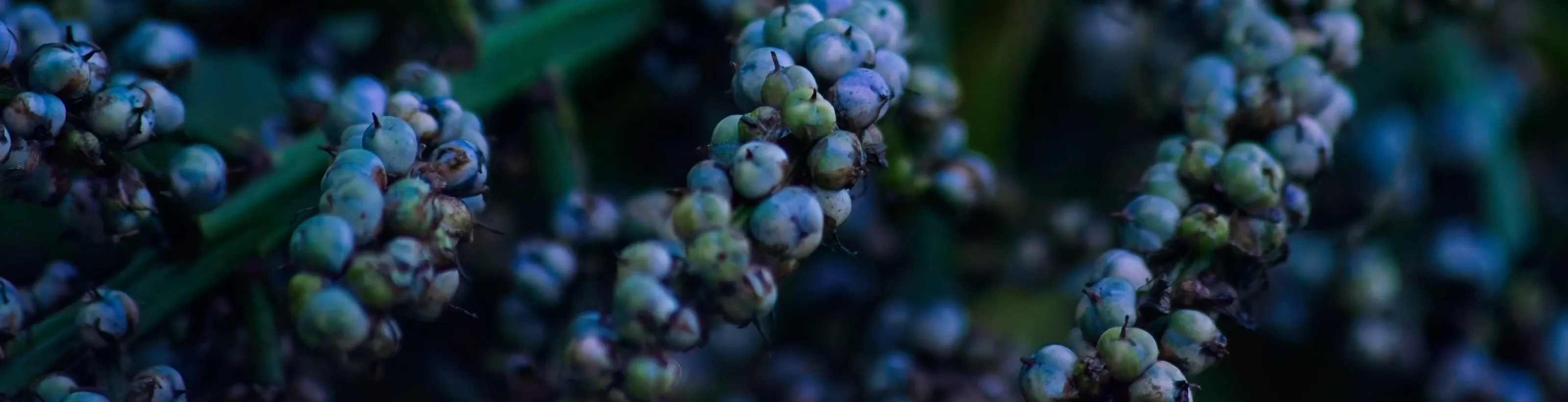 Cordyline berries.