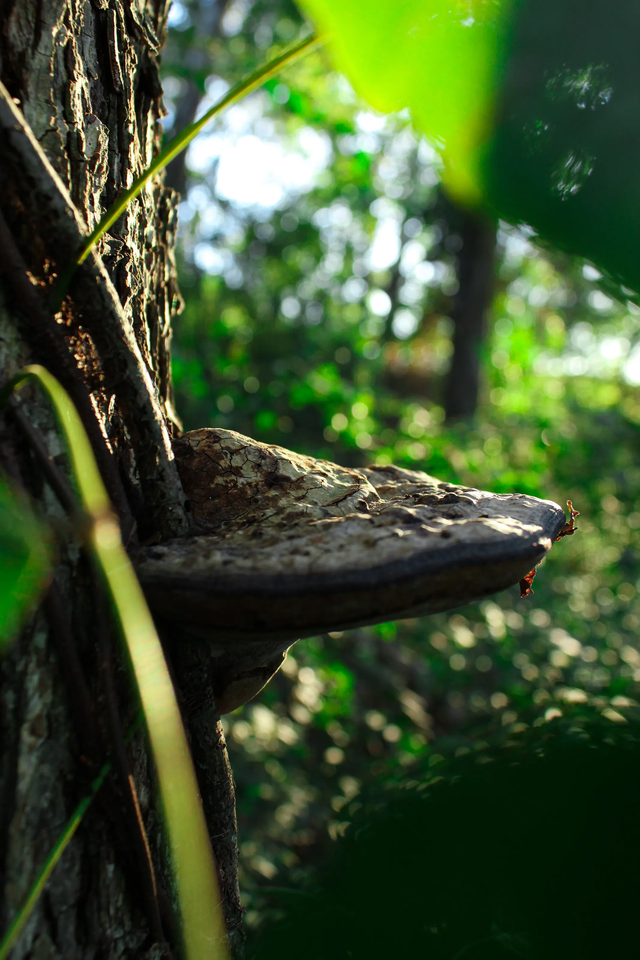 Polypore With Verdant Green