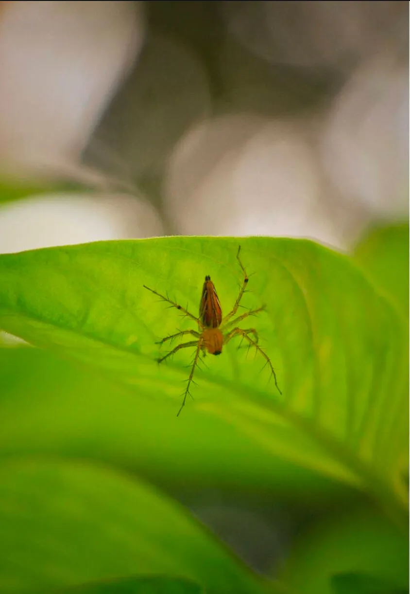 spider