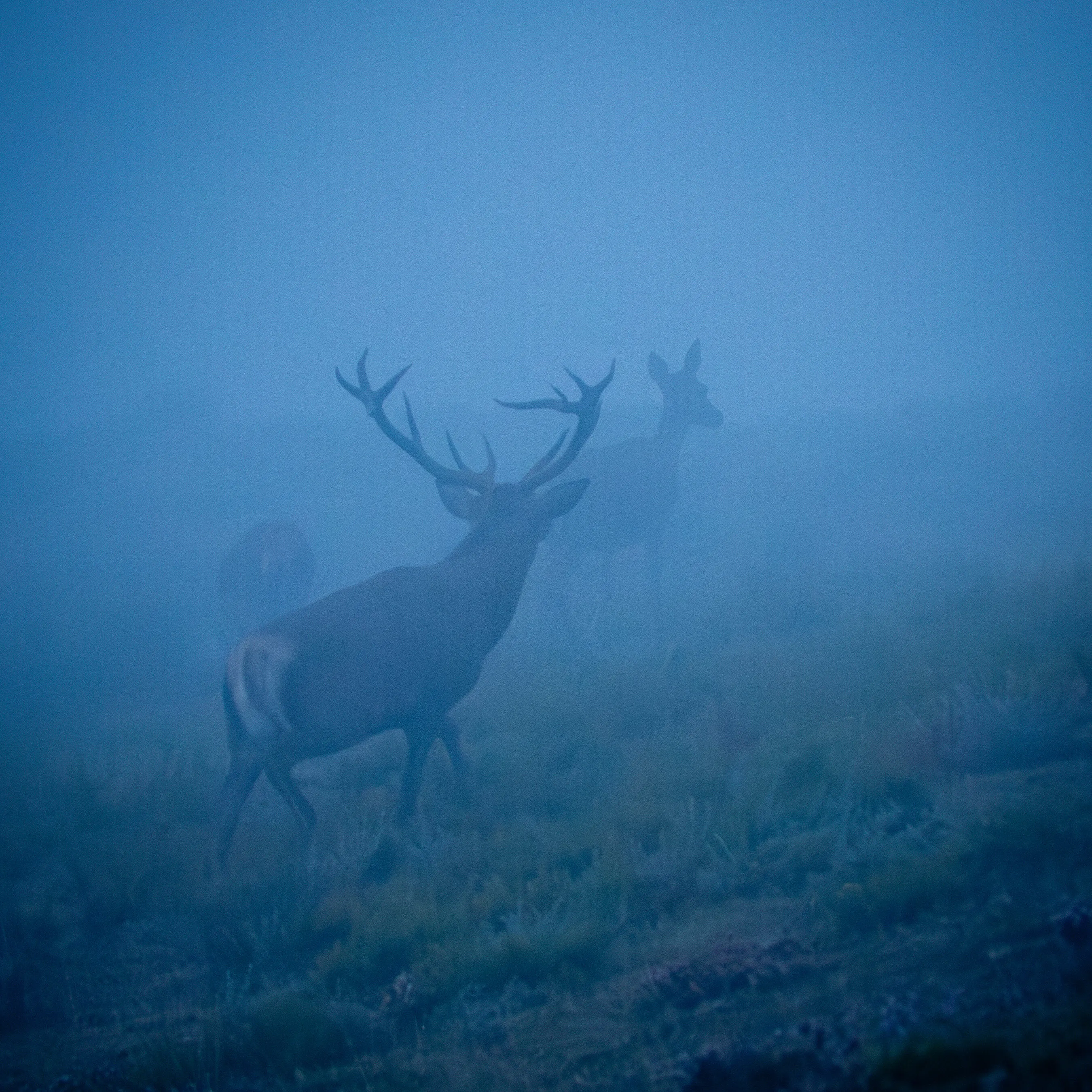 Red deer group in the mating season