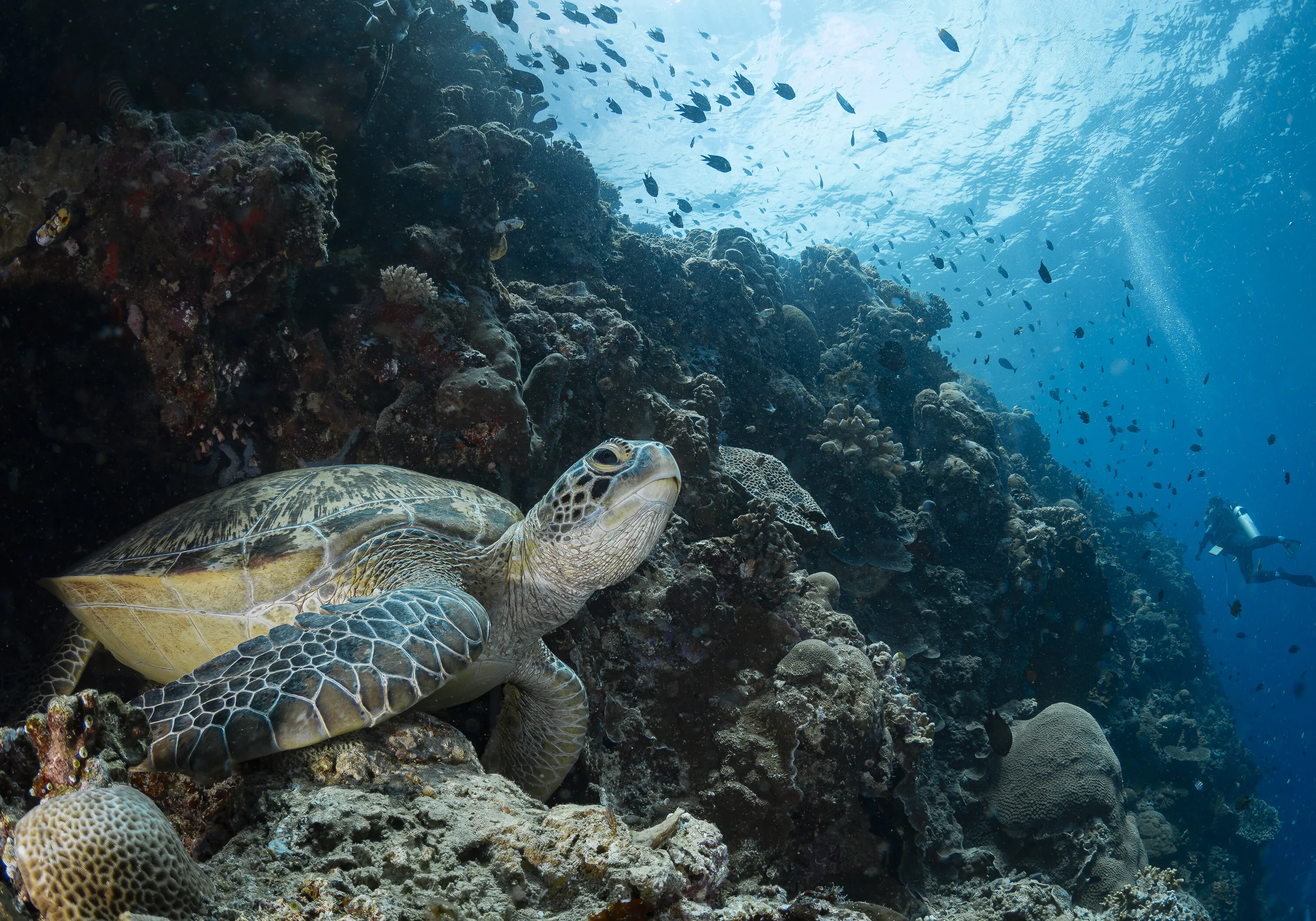 Green Turtle chilling out on the reef