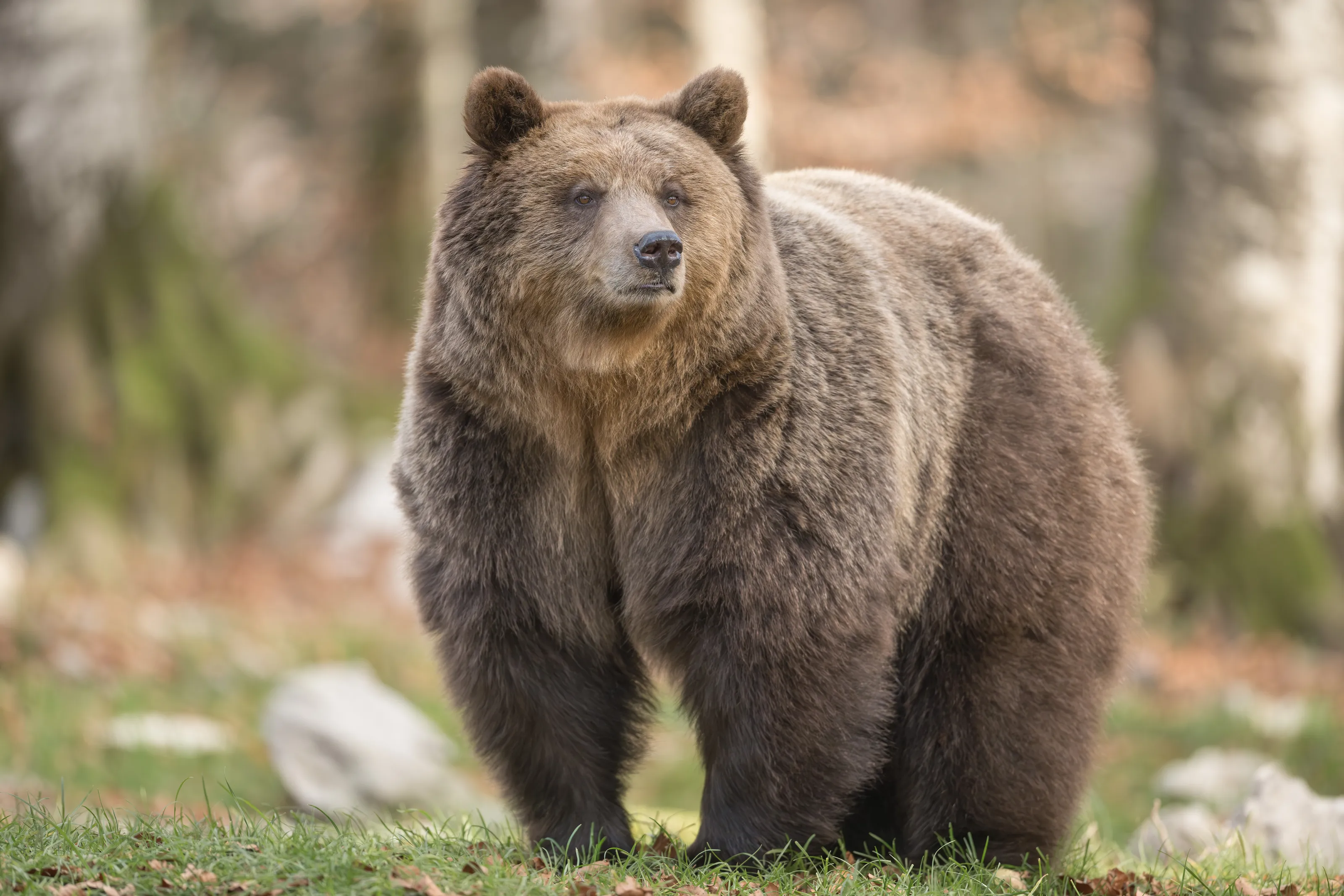 Big brown bear