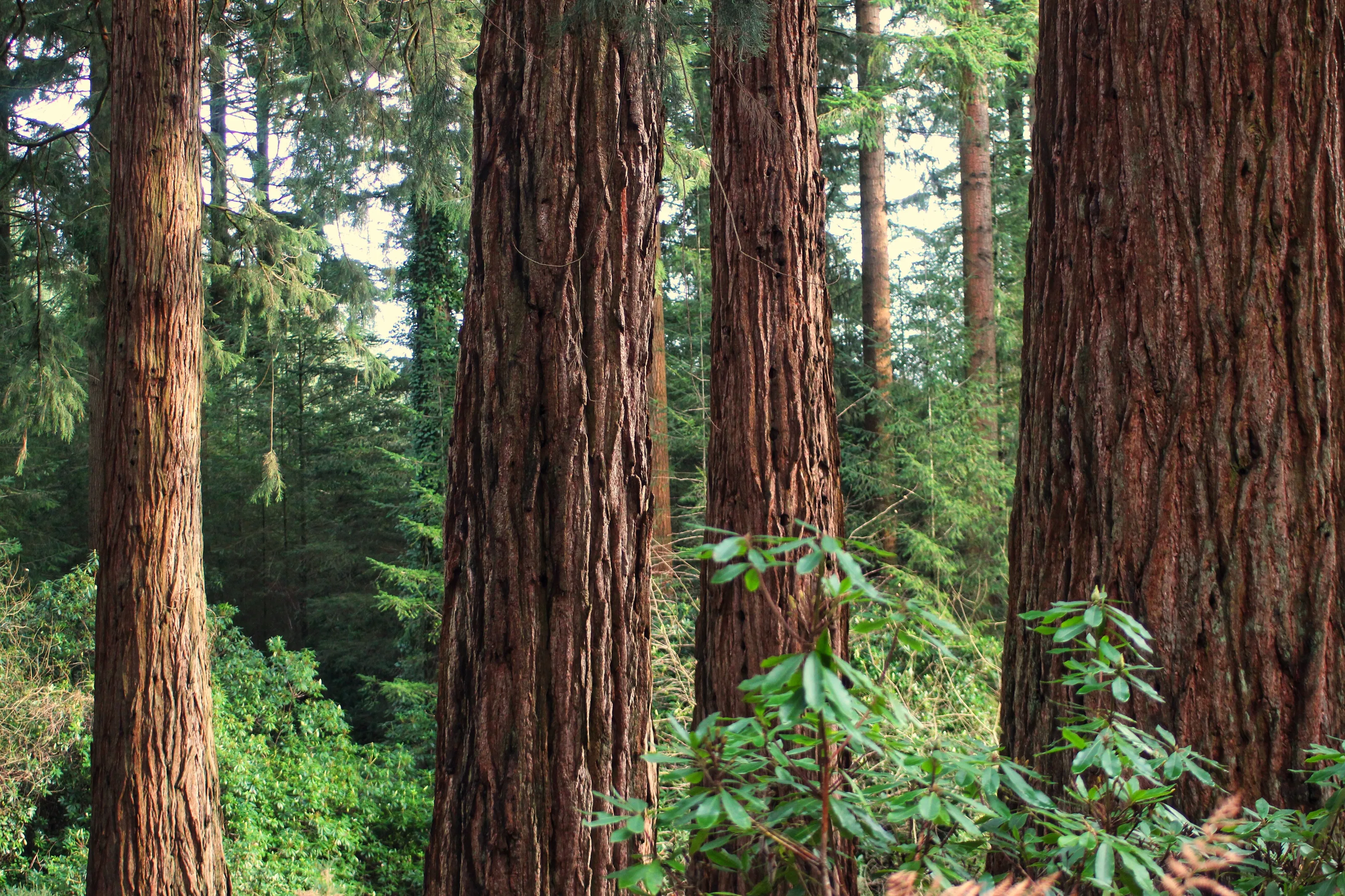 Giant Redwoods in Centre Parcs