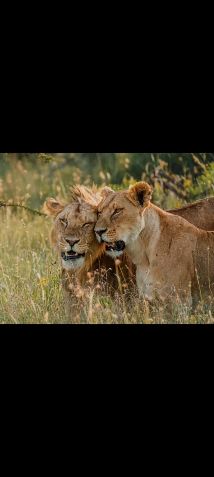 Panthera Leo