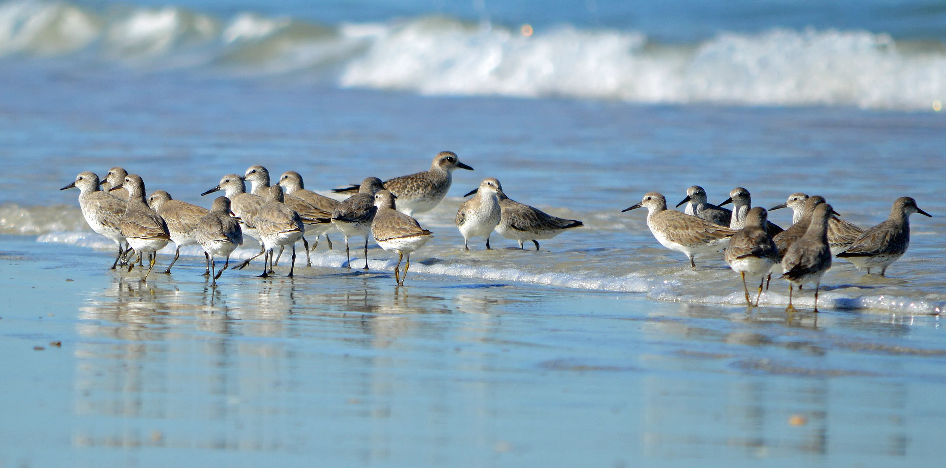 Red Knots - Ponce Inlet, Florida