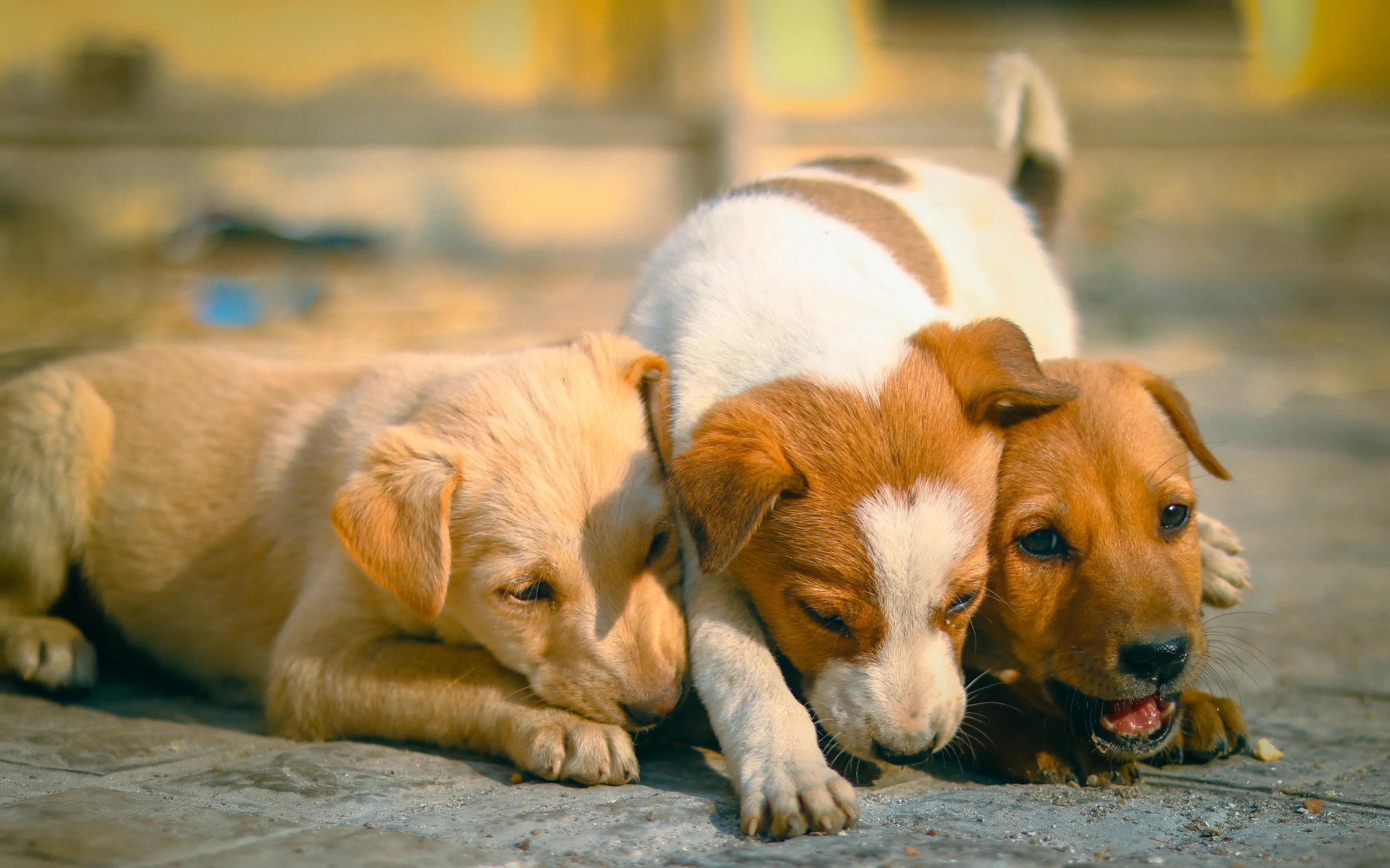 Three Cute Puppies in one Frame