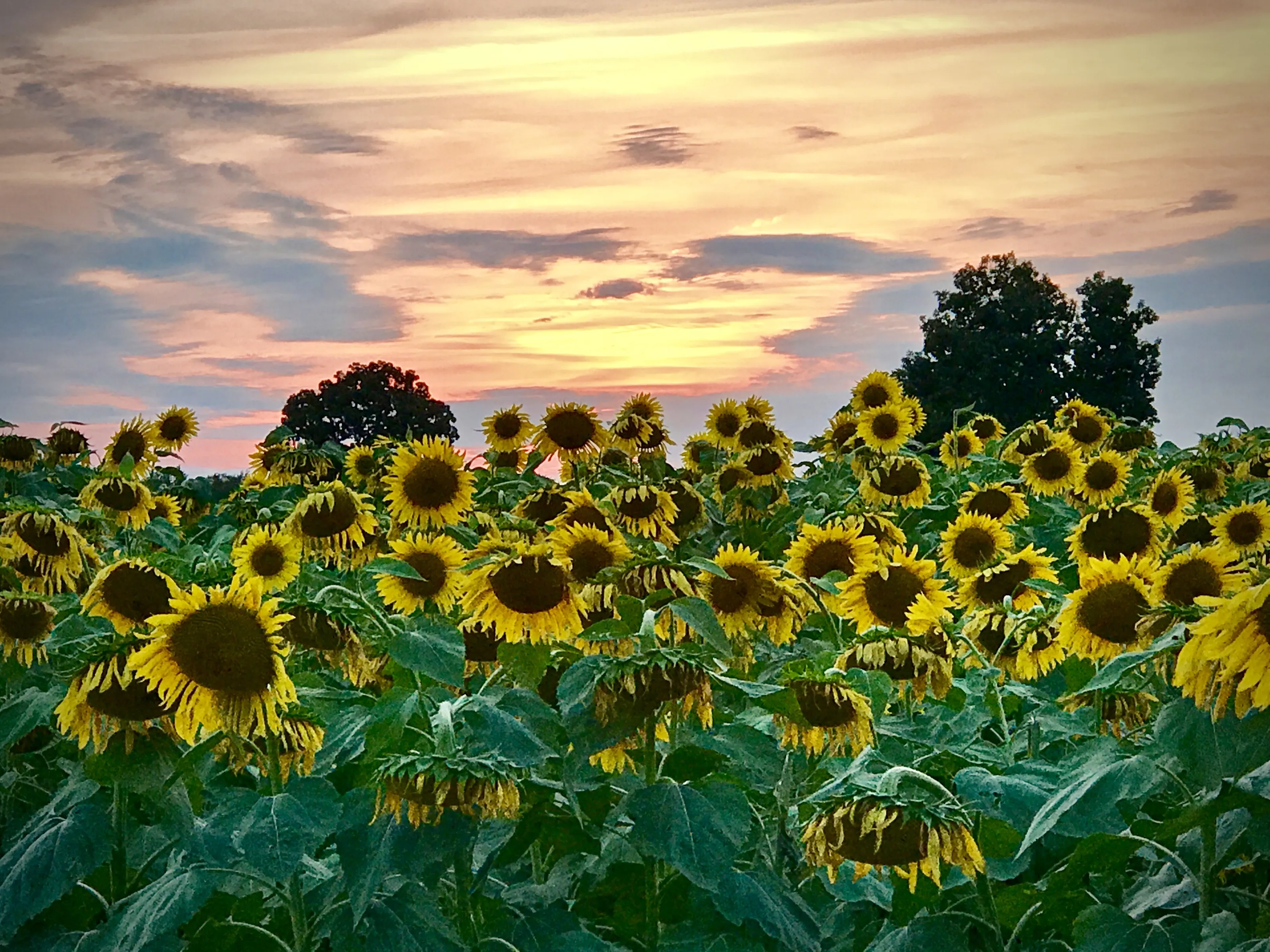 Sunflowers at Sunset