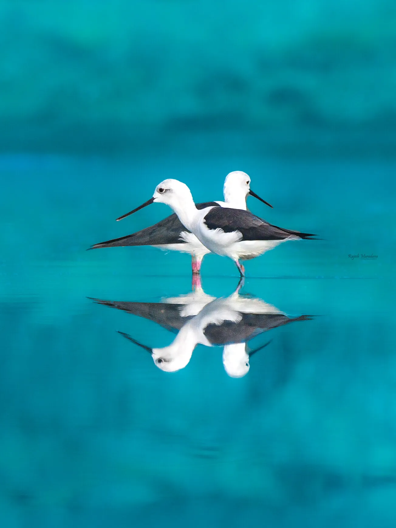 Beautiful pose of the pair of black winged stilts in blue water