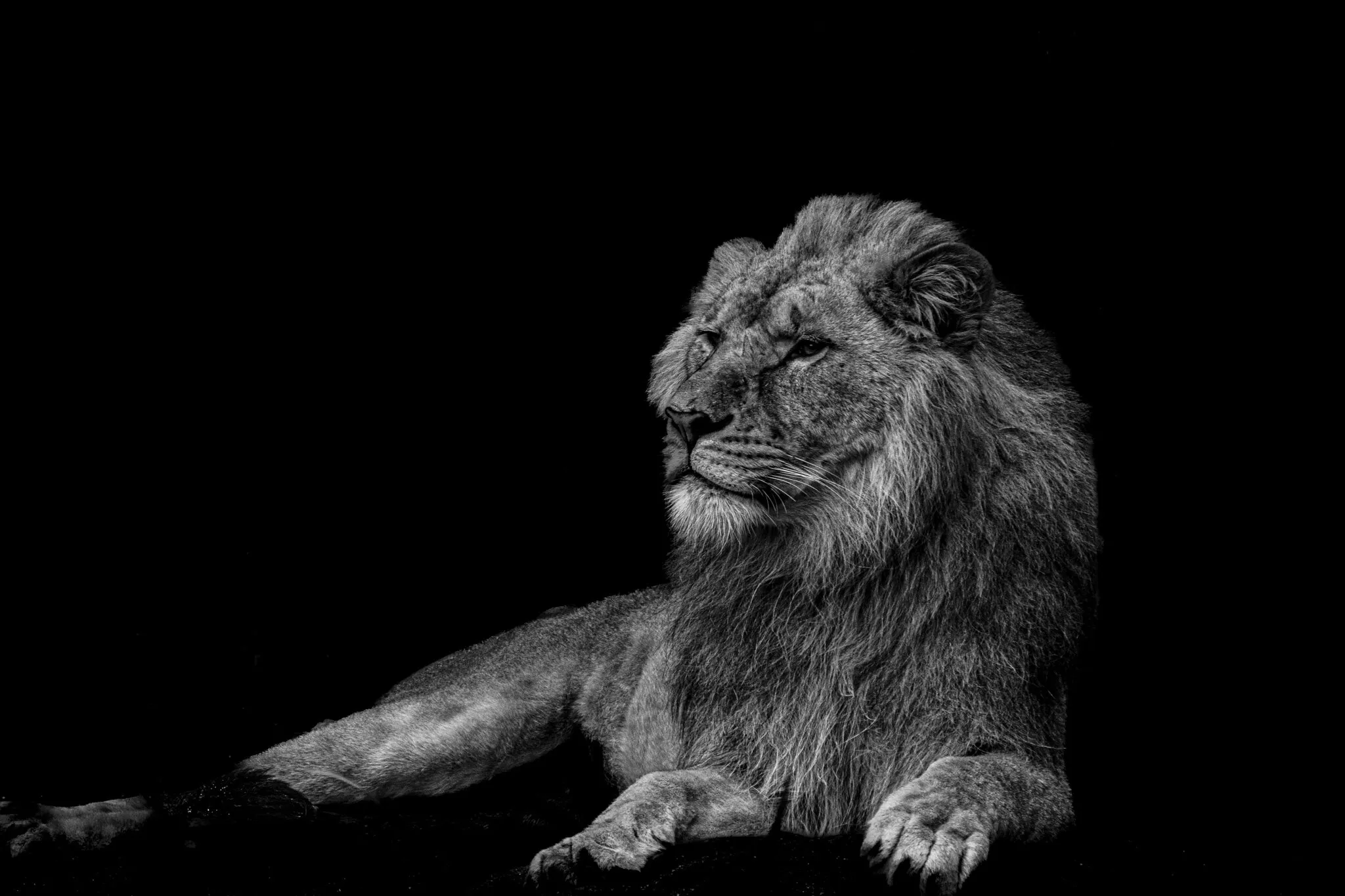 Big Cats