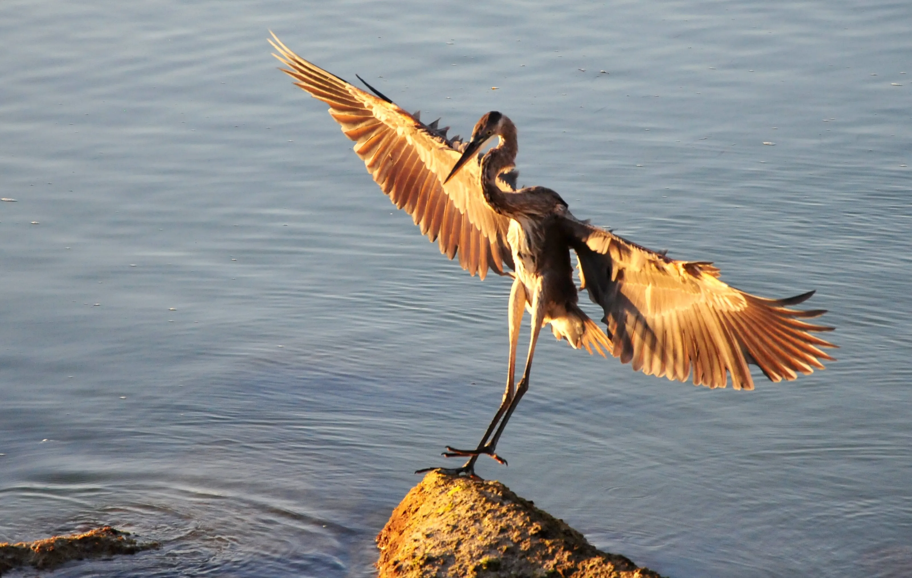 Great Heron Smooth Landing