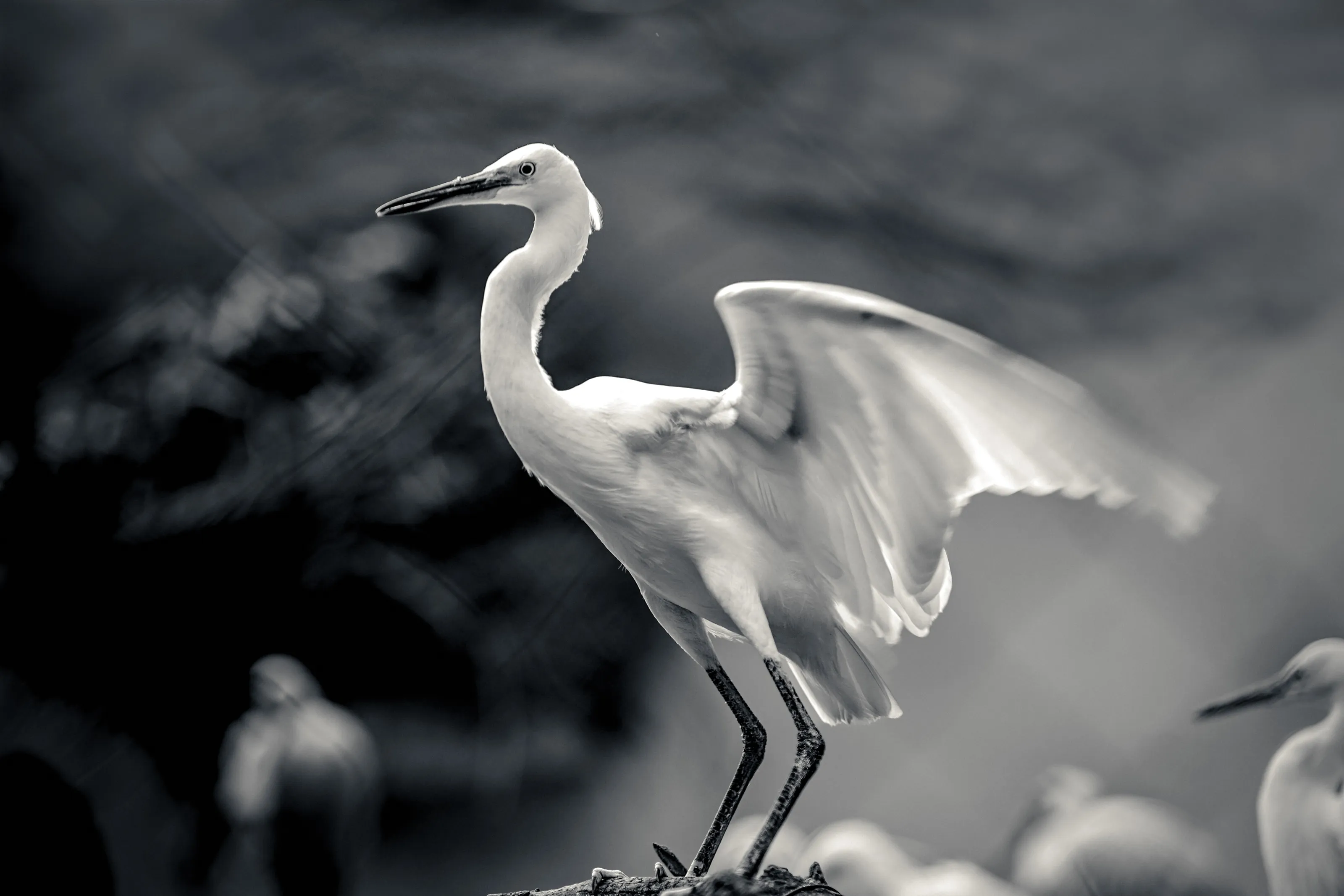 Stork