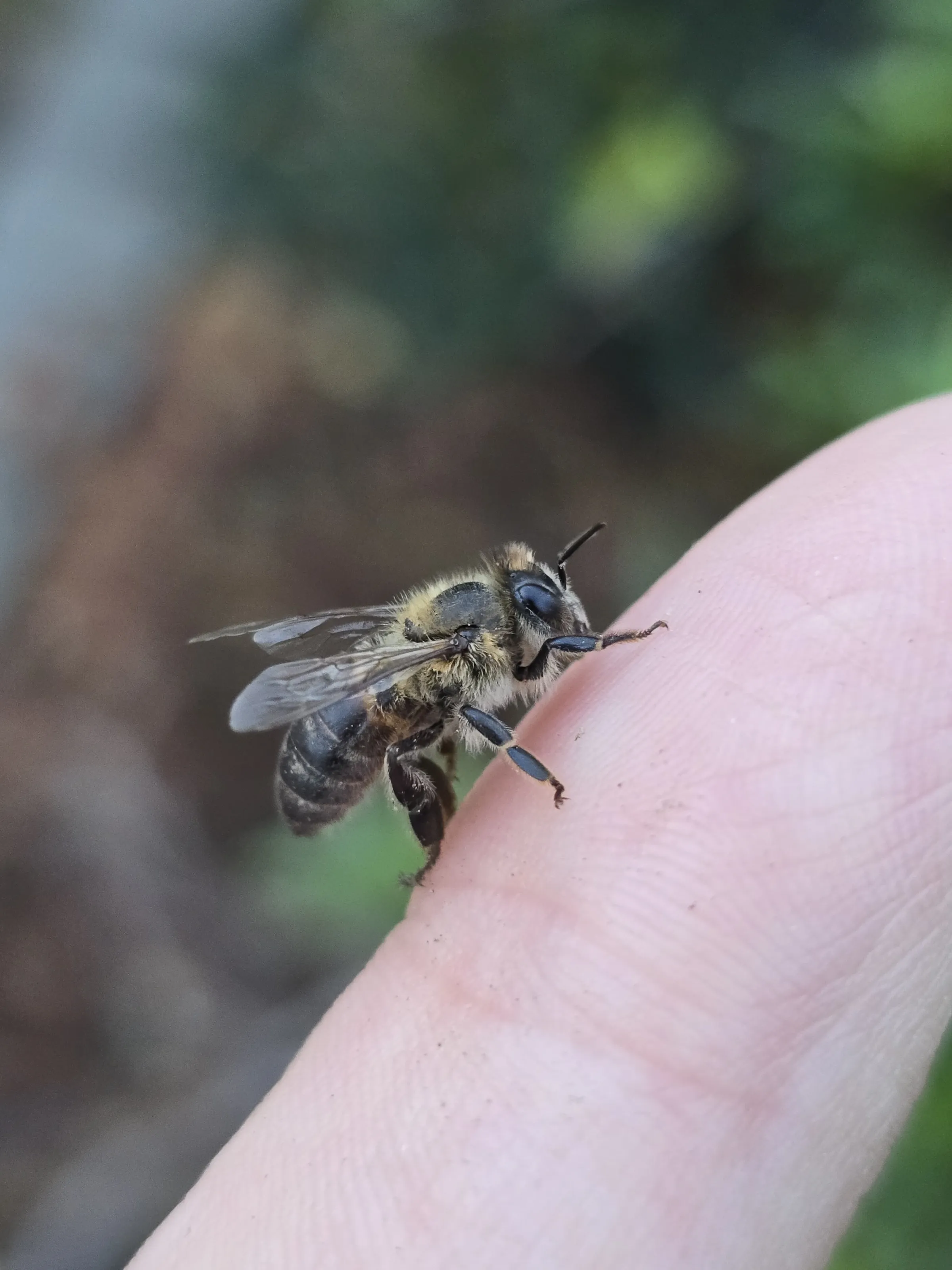 Little Bee