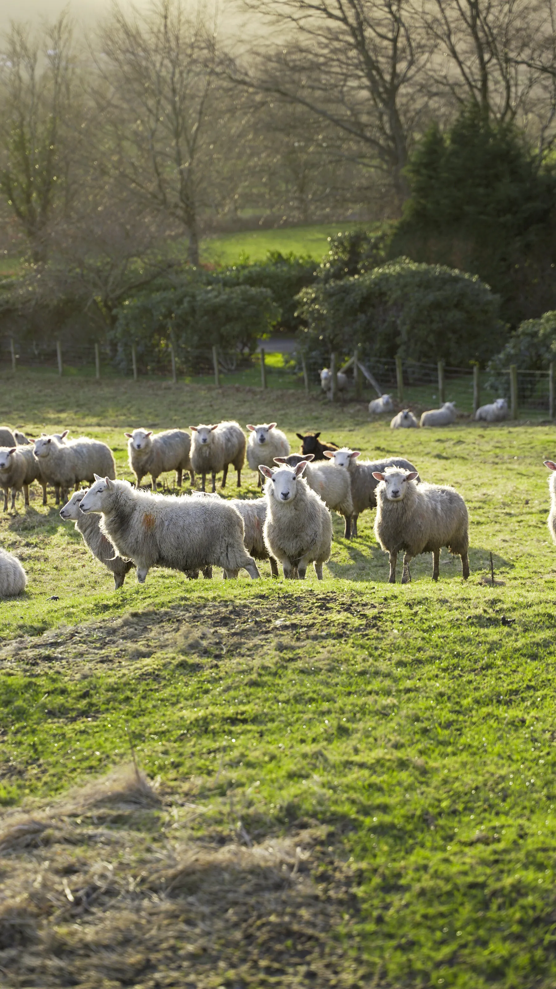 Sheepastich