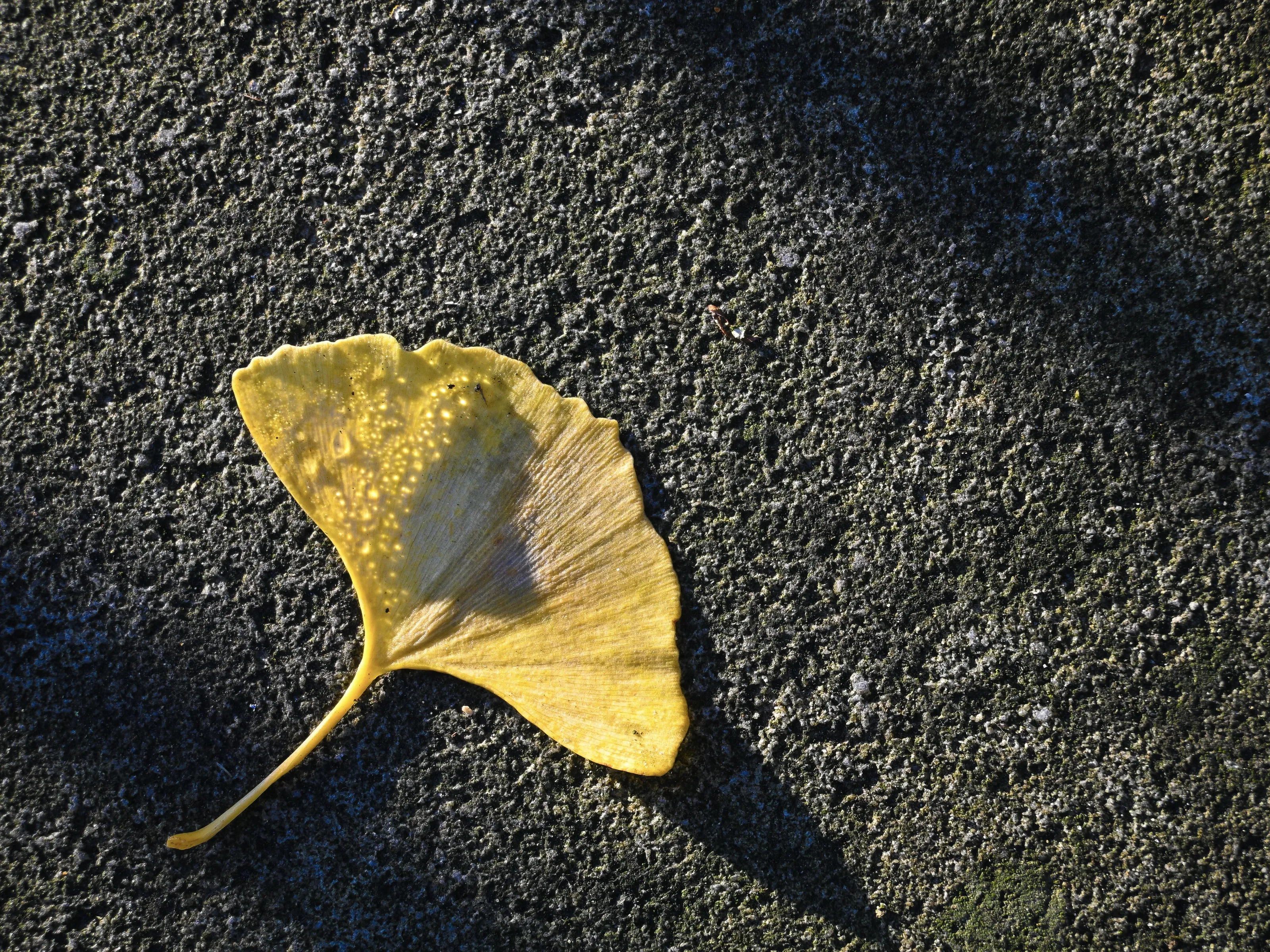 Ginko fall