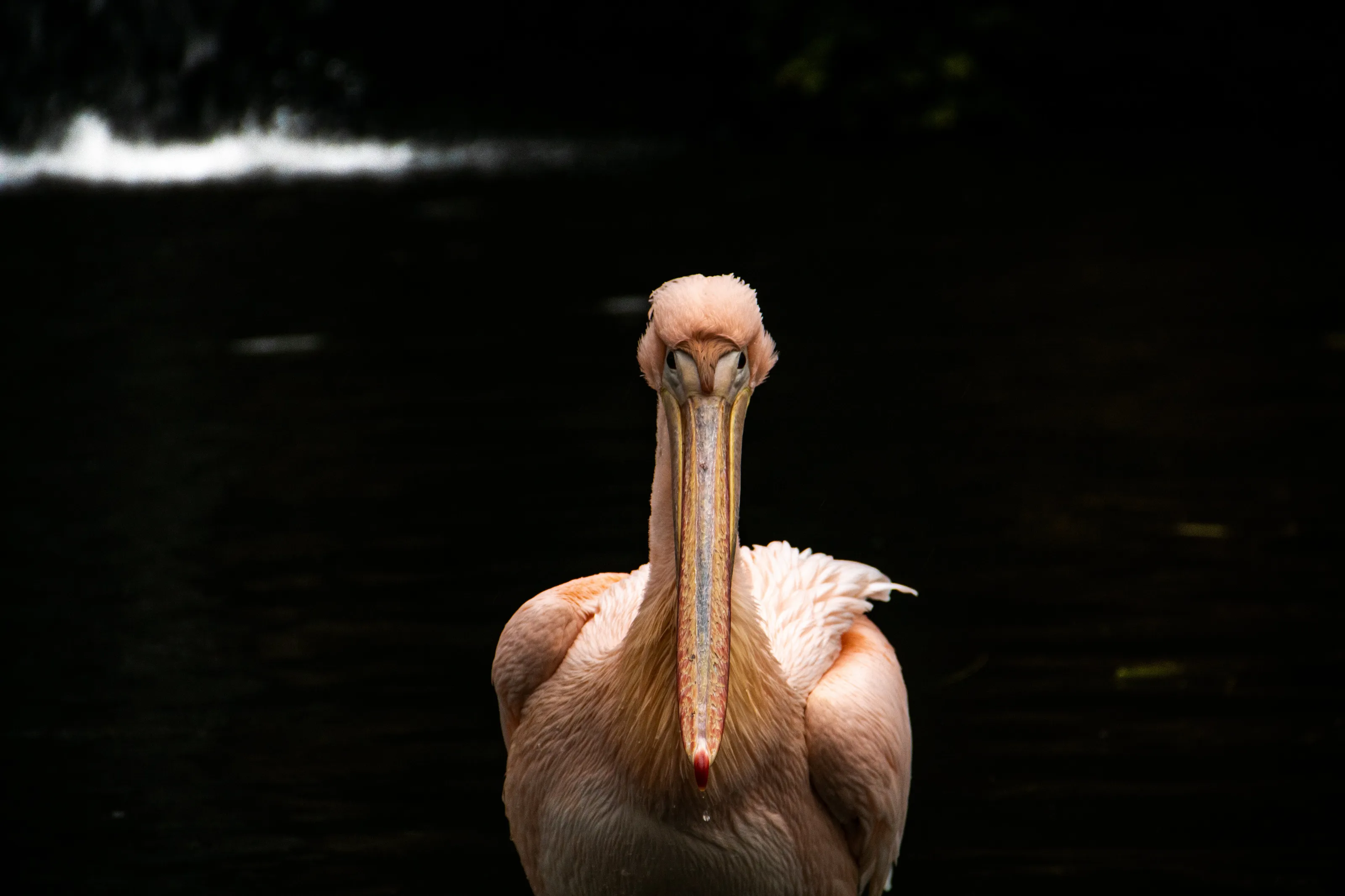 Pelican at Bellewaerde
