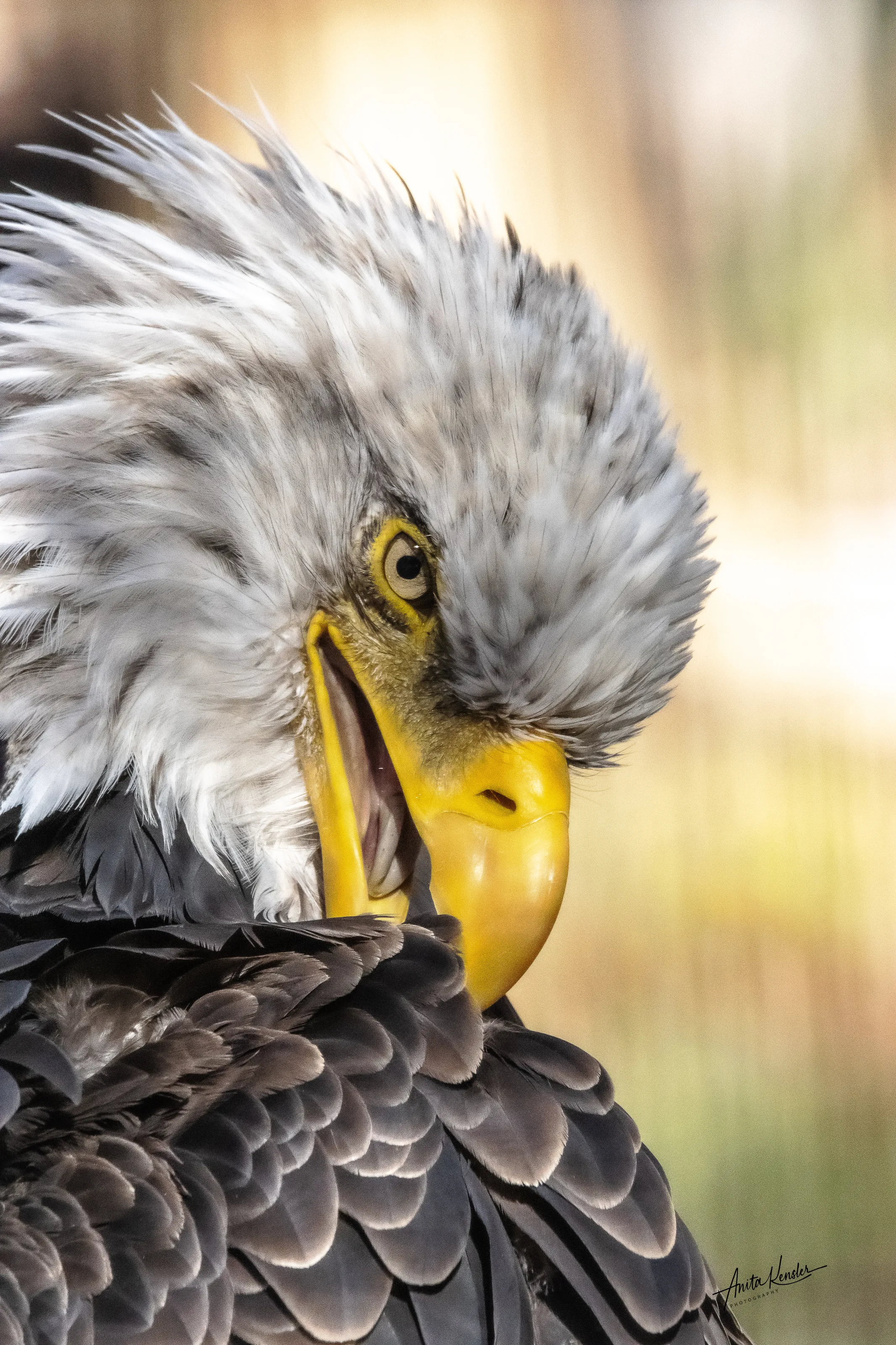 Eagle grooming
