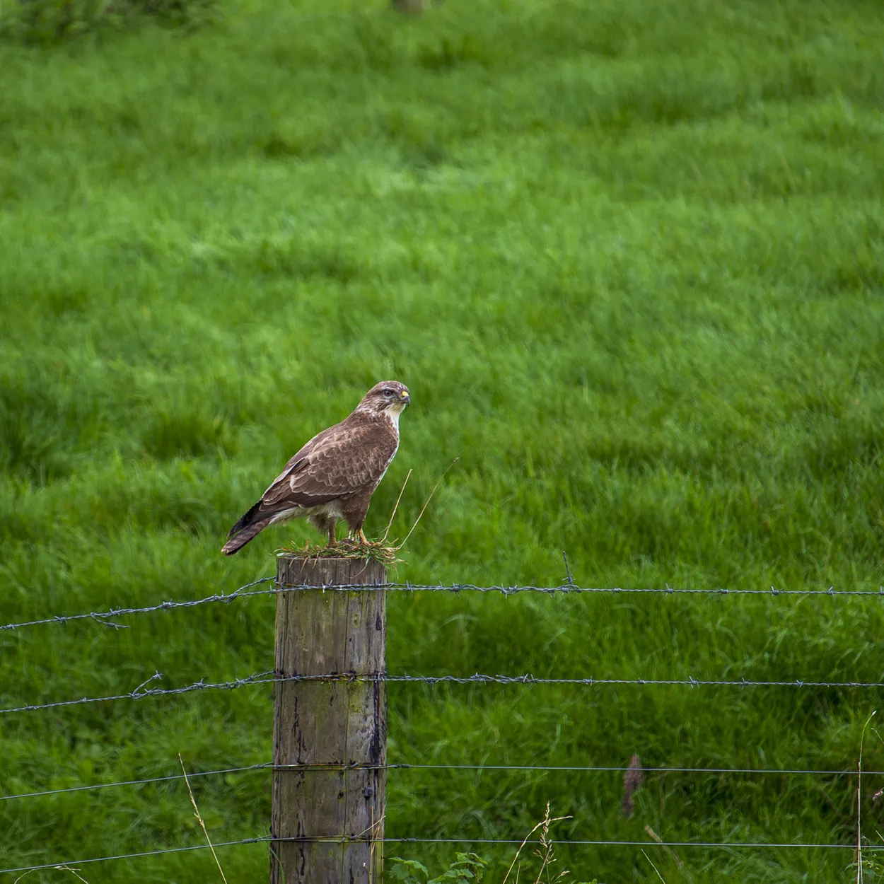 Buzzard