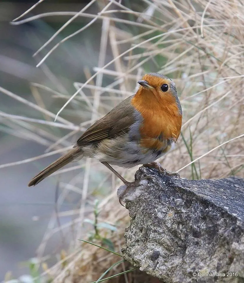The Robin