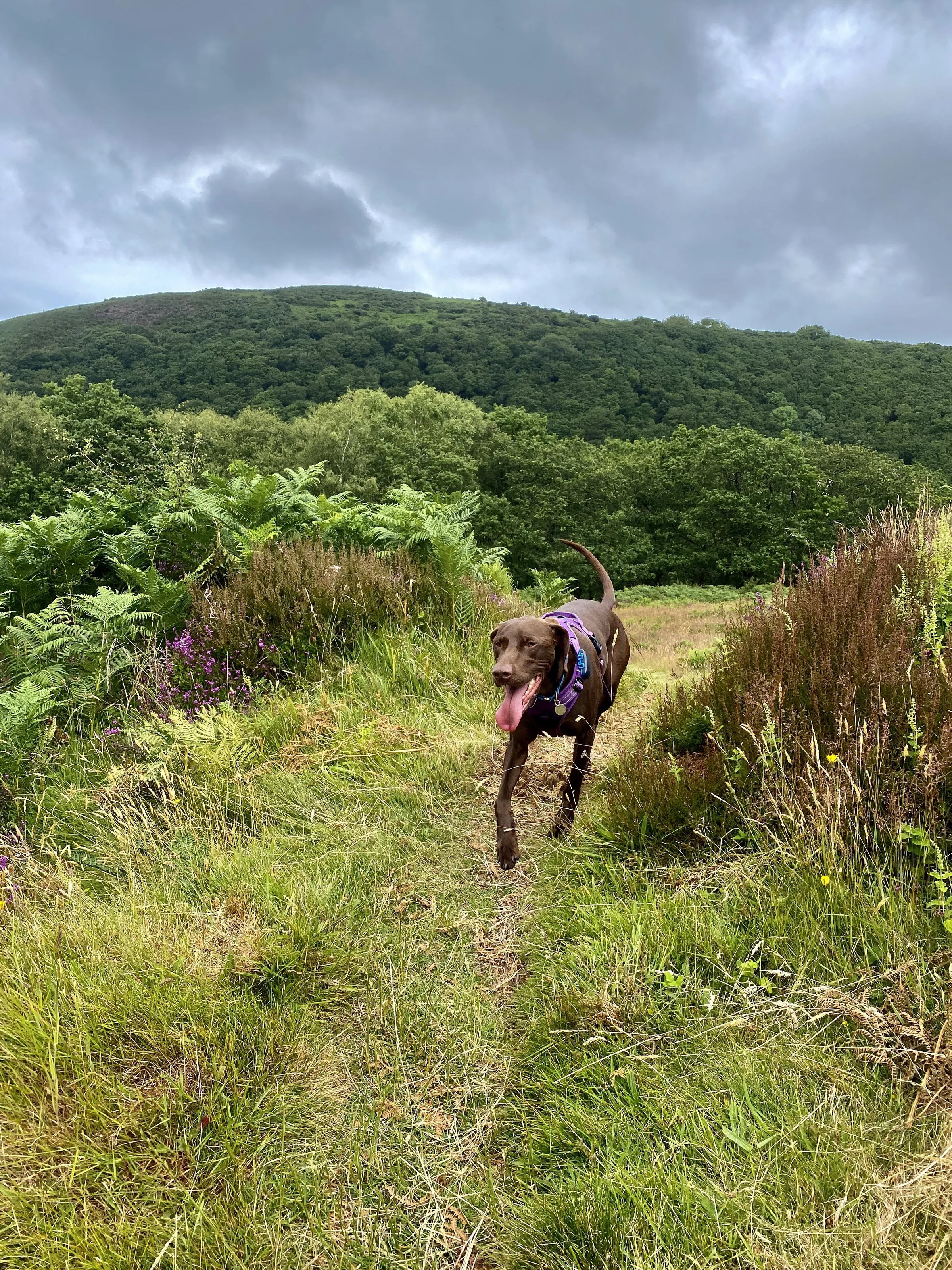 Explorer dog