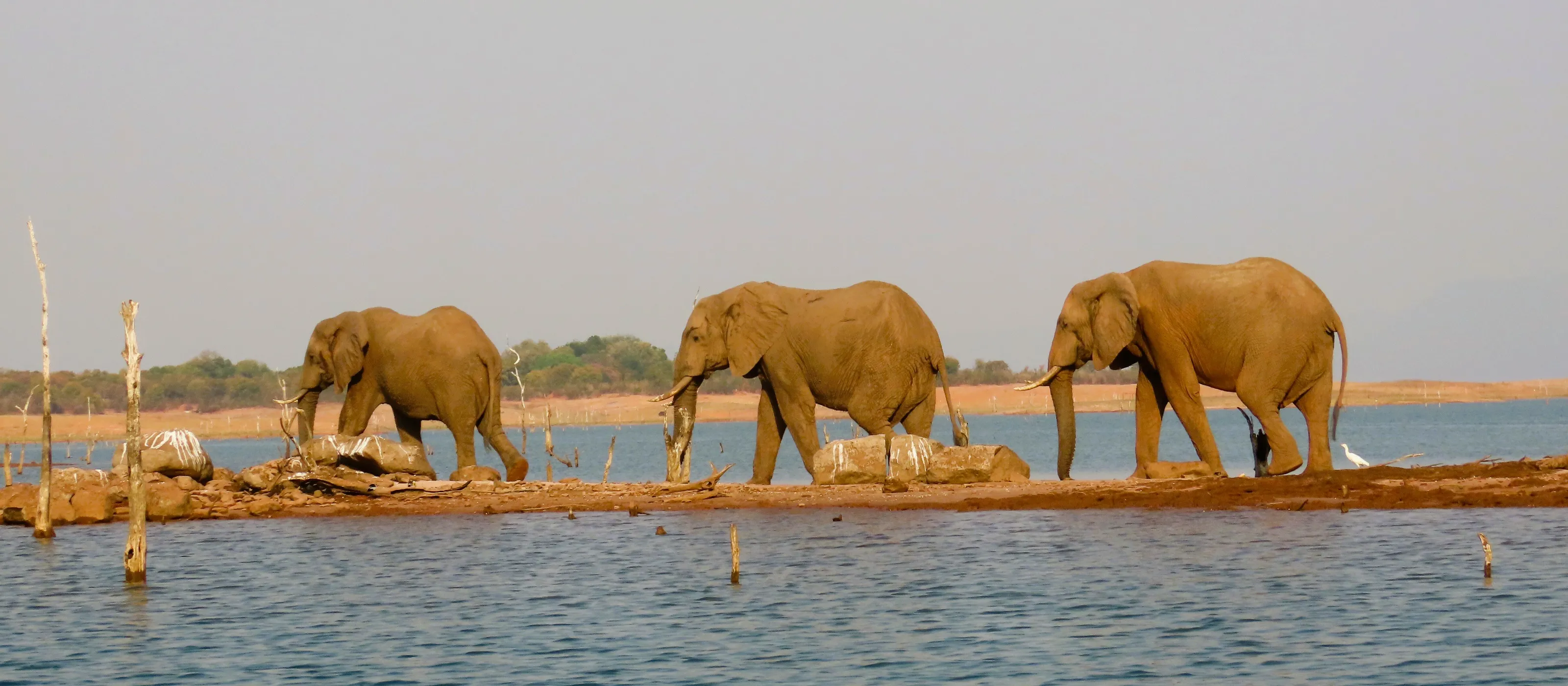 Elephant Crossing