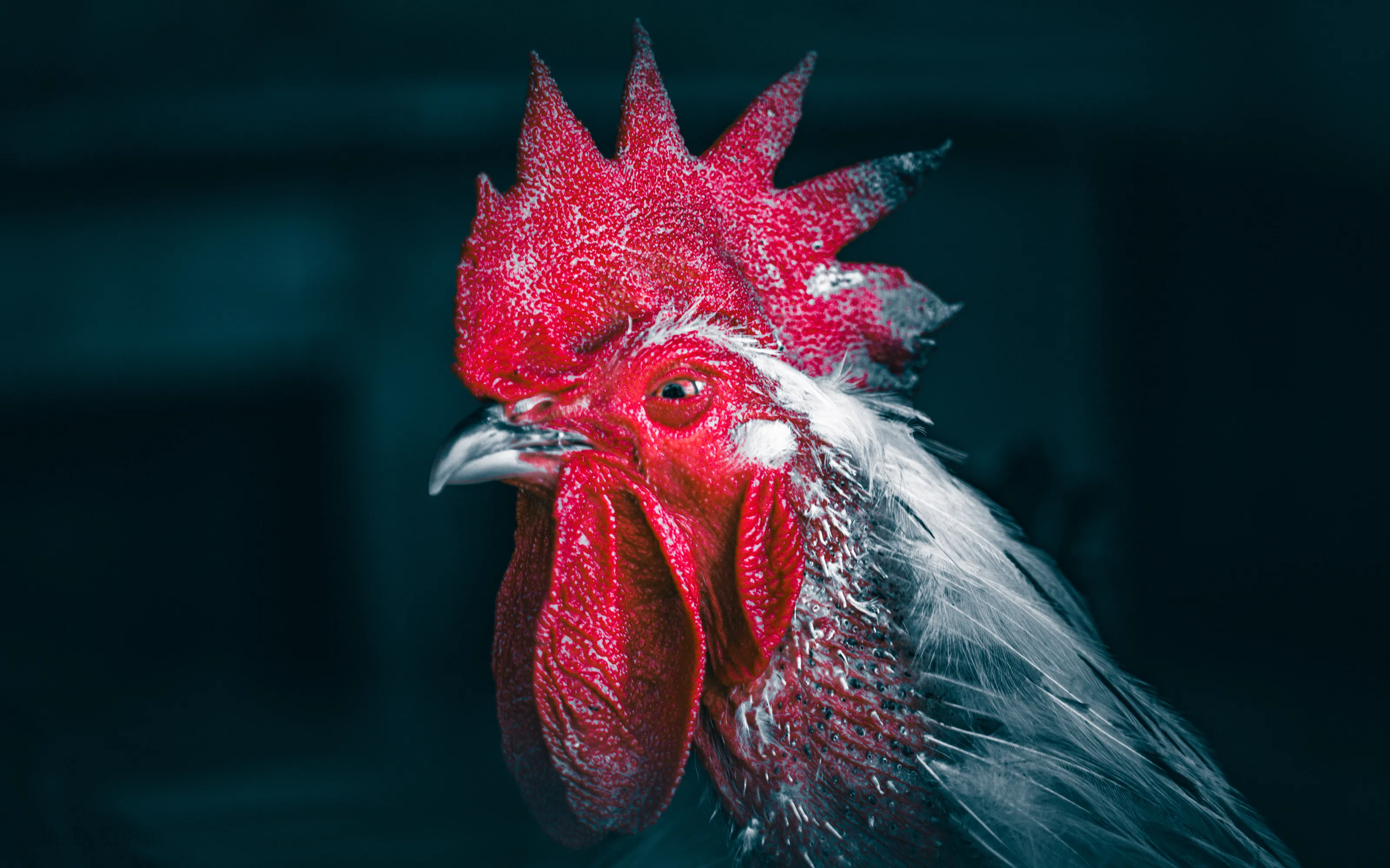 Vibrant Majesty: The Rooster's Splendor