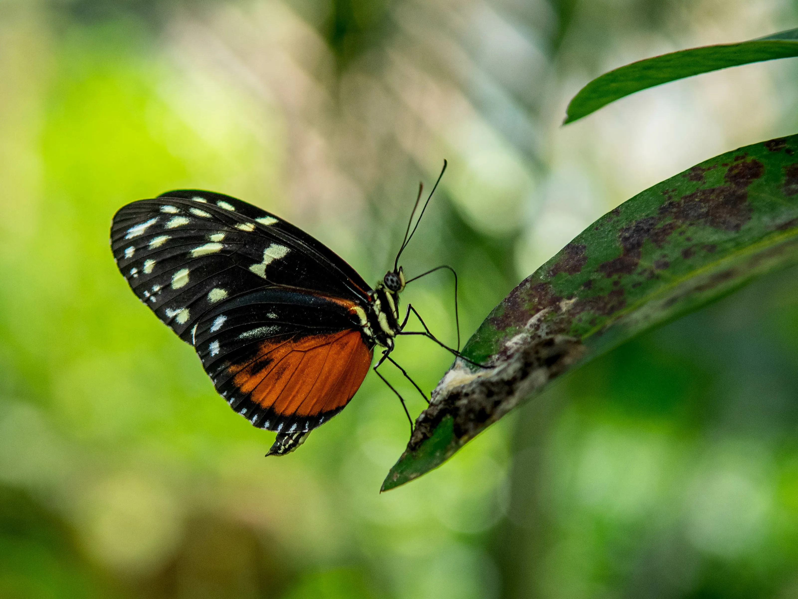 Petit papillon